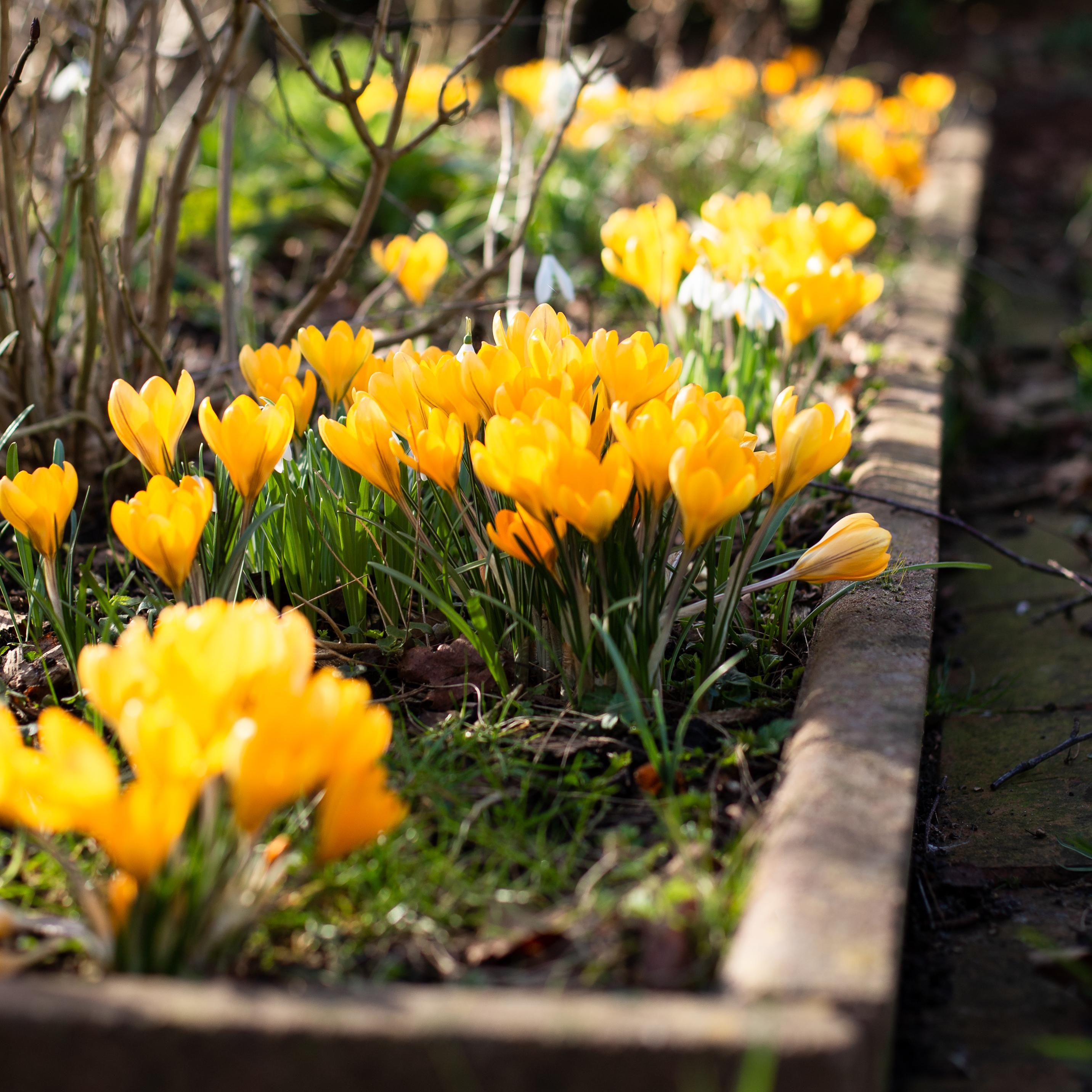 Ein paar bunte Gartenblümchen gegen tristes Wettergrau.
#Garten#gelb#Frühlingsboten