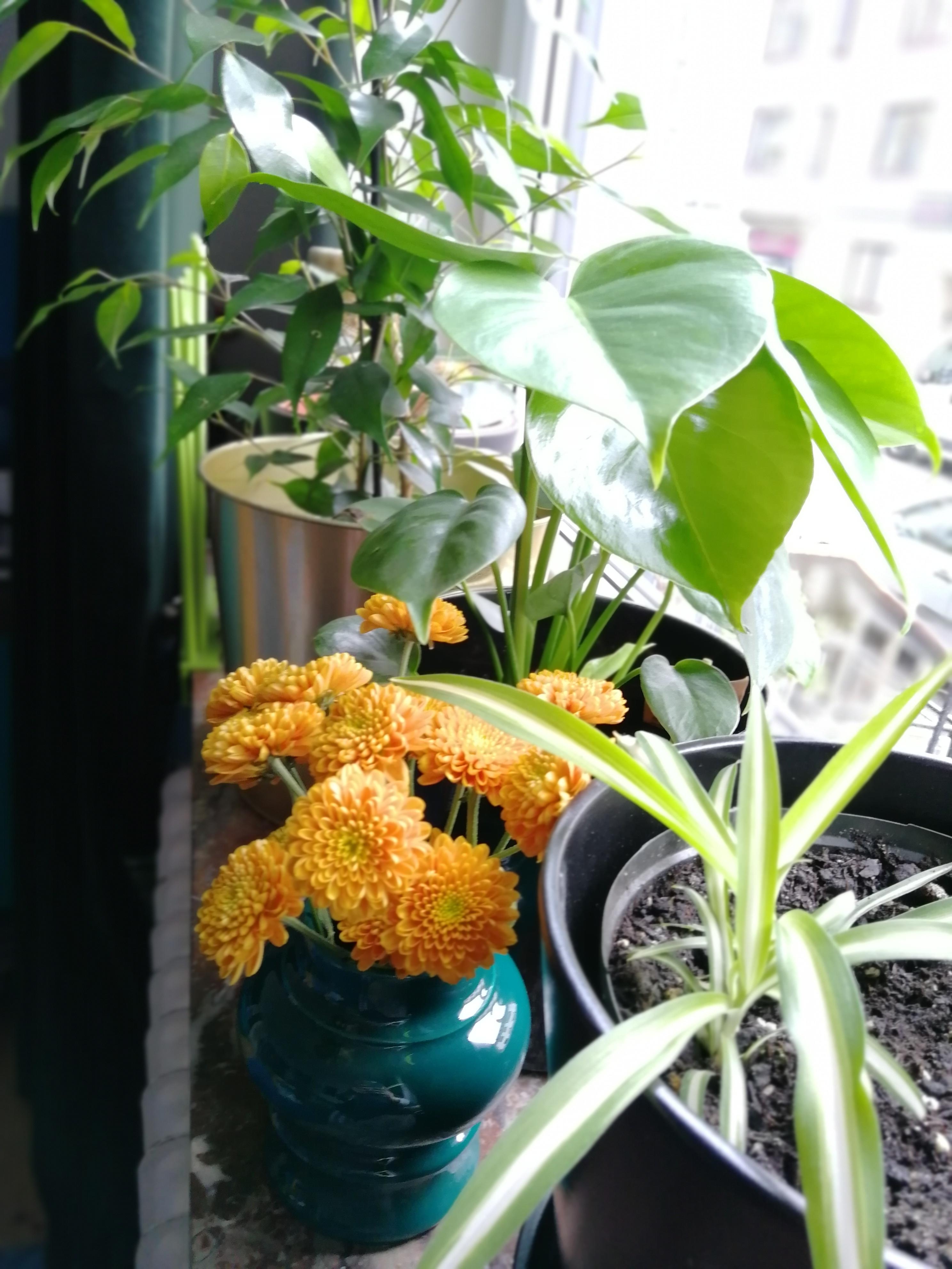 Ein paar der im Haus verteilten #pflanzen... #livingchallenge #plantgang #blumendeko #fensterbank #greenliving