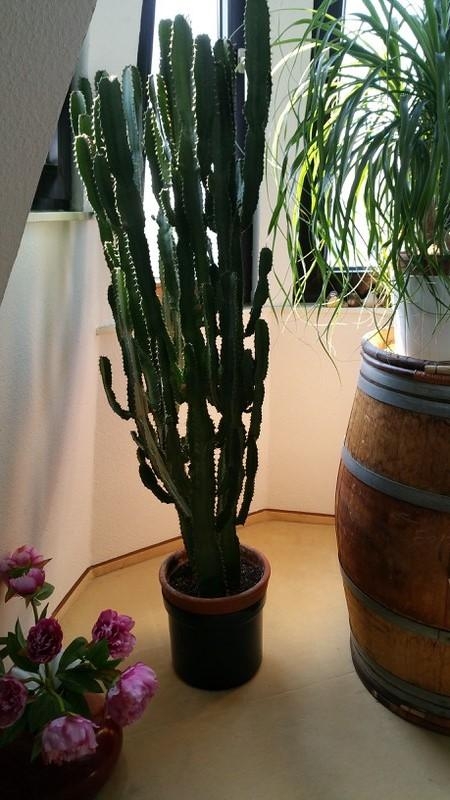 Ein riesiger Kaktus