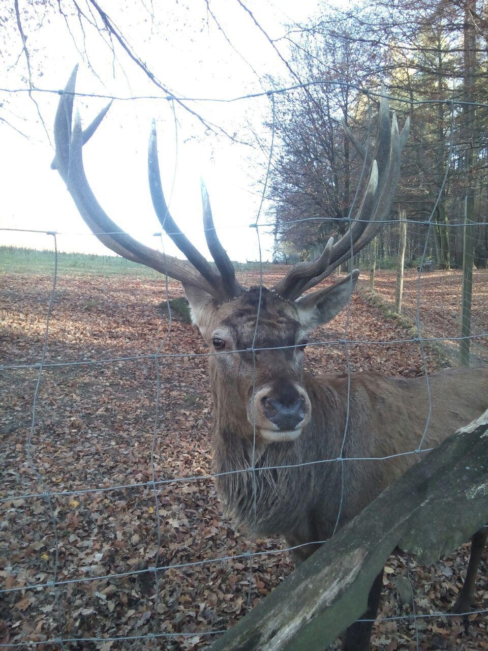 Ein Rothirsch im Naturpark, der sein stolzes Geweih bald verlieren wird. Auf dass ihm nächstes Jahr wieder eins wächst..