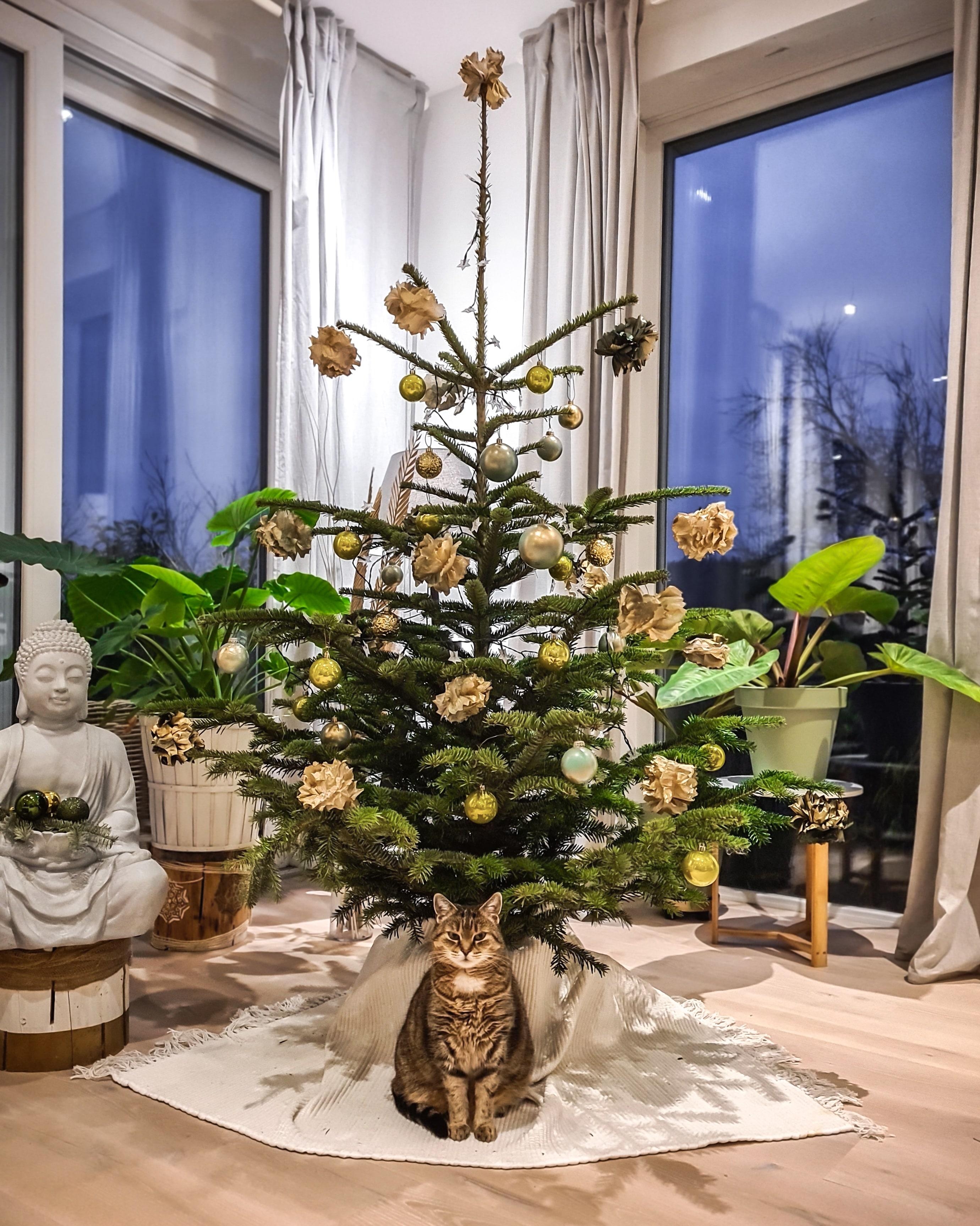 Ein Weihnachts Miau #weihnachtsbaum #katze #weihnachten #diydeko #froheweihnachten