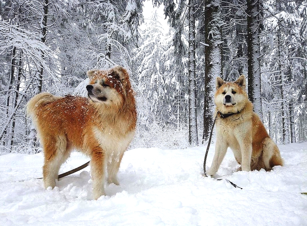 Ein wunderschöner Spaziergang im Schnee
#Spaziergang 
#Schnee 
#Snow 
#Natur
#Winter 