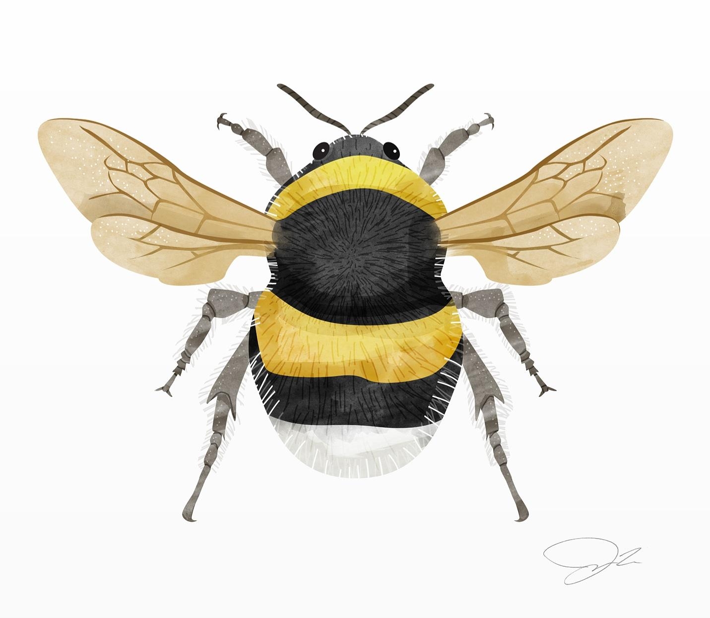 Eine Biene, die ich vor einigen Wochen illustriert habe. #illustration #drucke #prints