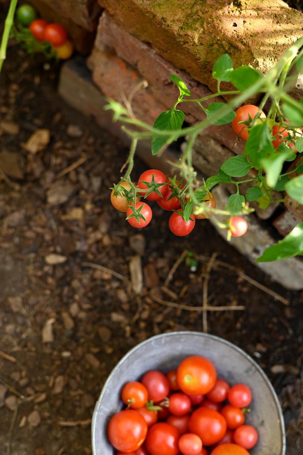 eine erfolgreiche Ernte...

#Tomaten #garten #Gewächshaus # selbstversorger #summerfeeling