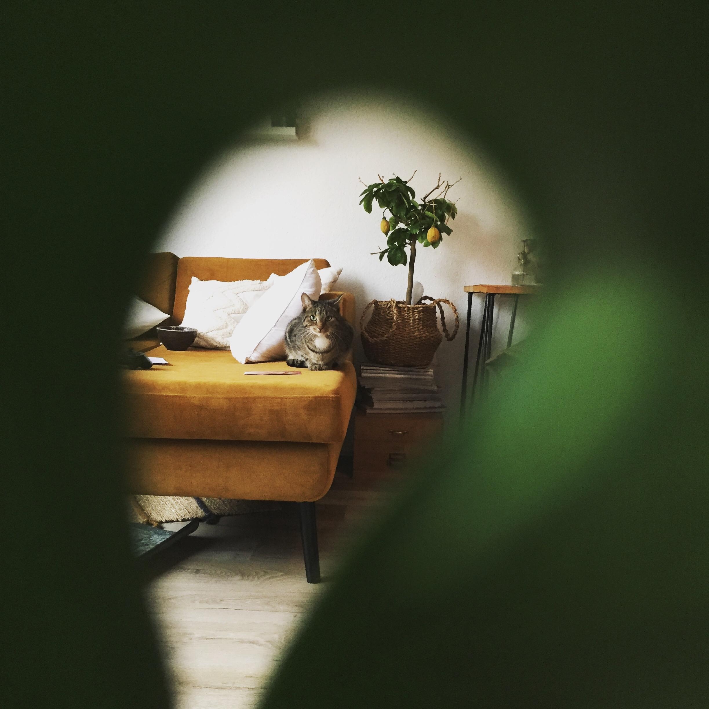 Eine neue Perspektive 
#cat #plantlover #monstera #couchstyle