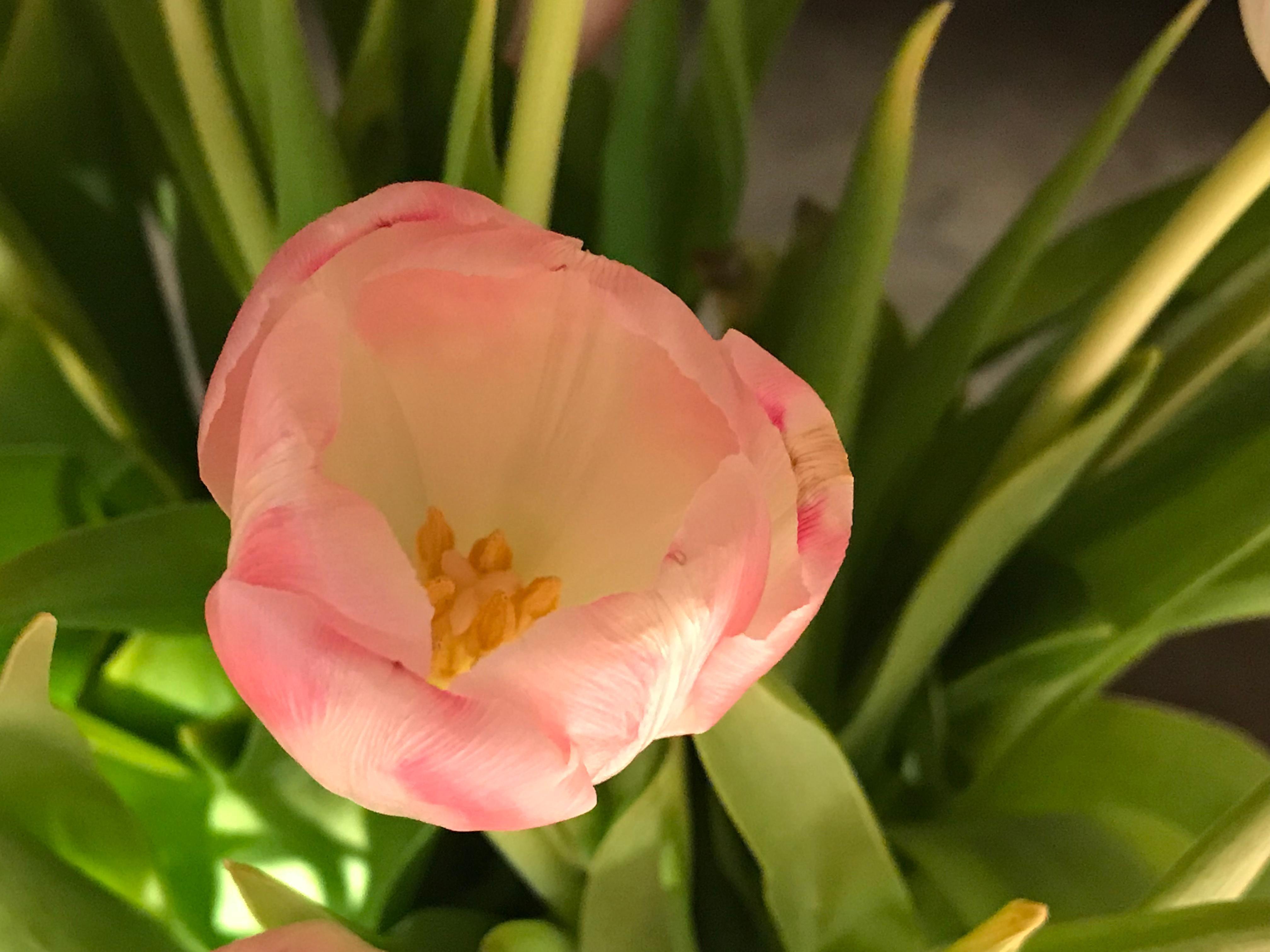 Eine Tulpe macht leider noch keinen Frühling