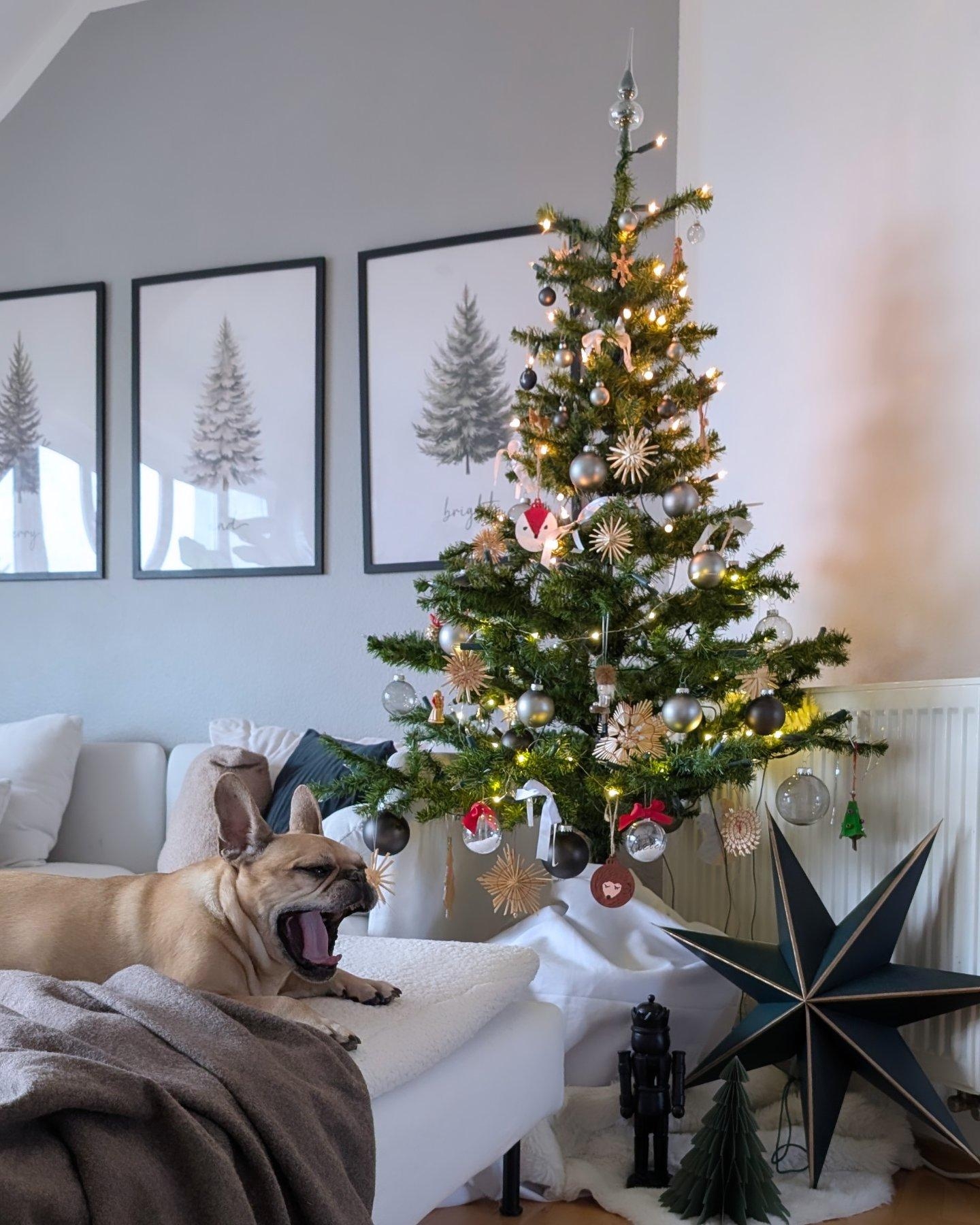 Einen schönen zweiten Weichnachtsfeiertag 🎄

#weihnachten2024 #xmastree #christmas2024 #christmas #liebeliebe #frenchielove #frenchie #frenchbulldog 