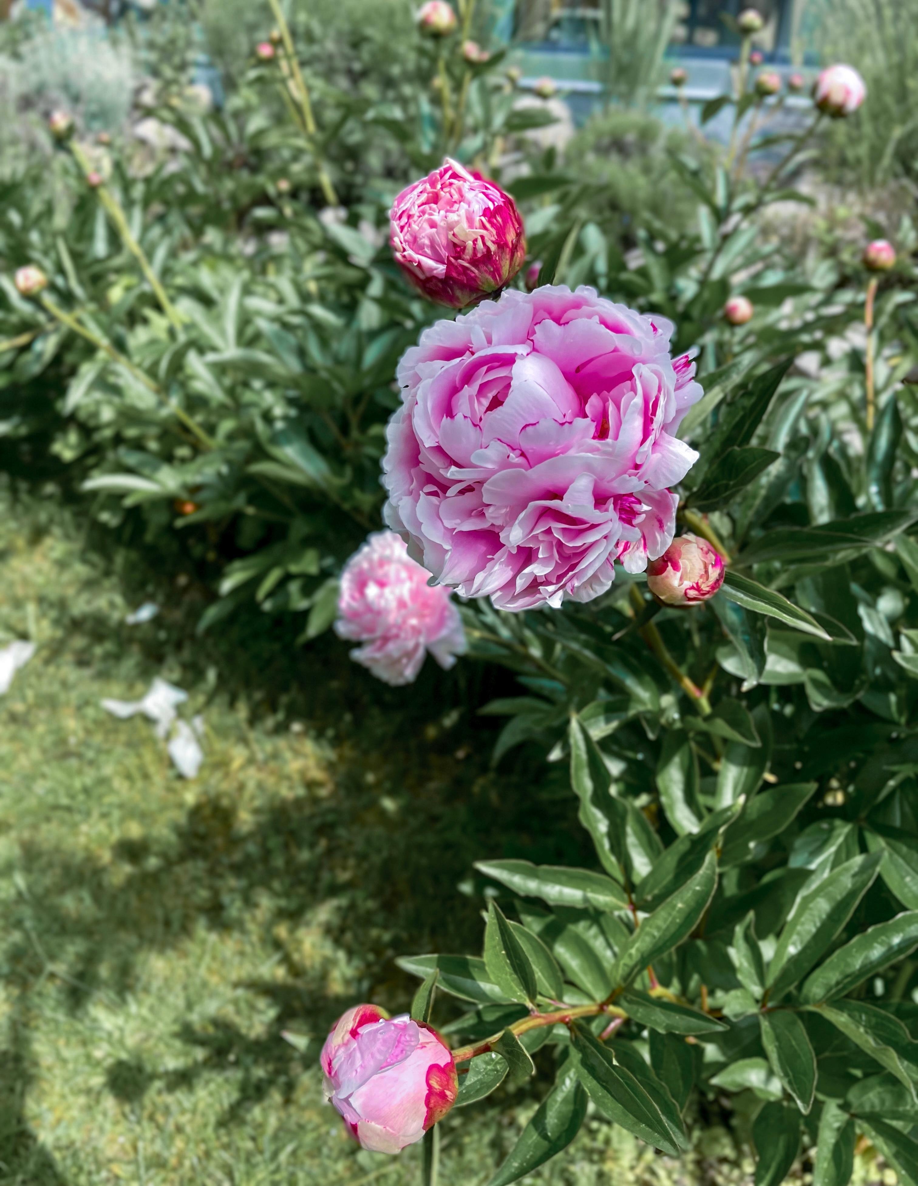 Einer meiner Lieblingsmomente im Gartenjahr ♥️! #pfingstrosen #sommer #blüten #garten