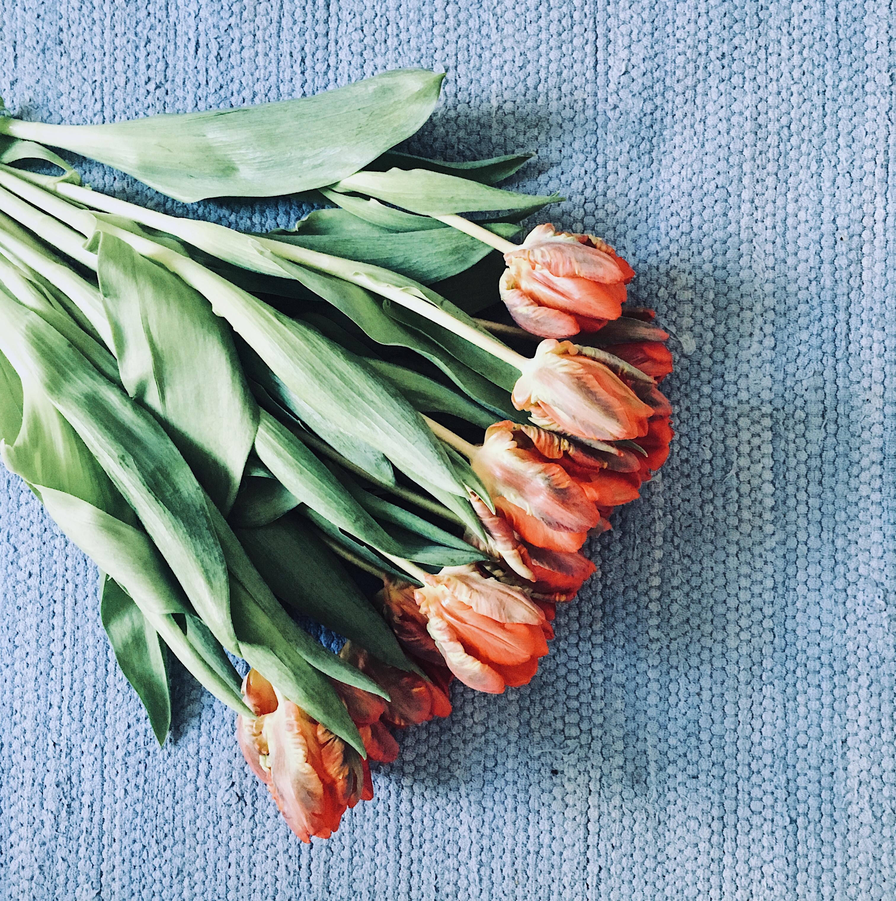 Einfach liegen bleiben wie die Schönheiten 😅 das wär‘s jetzt.
#Tulpen #Blumen #Flowers
