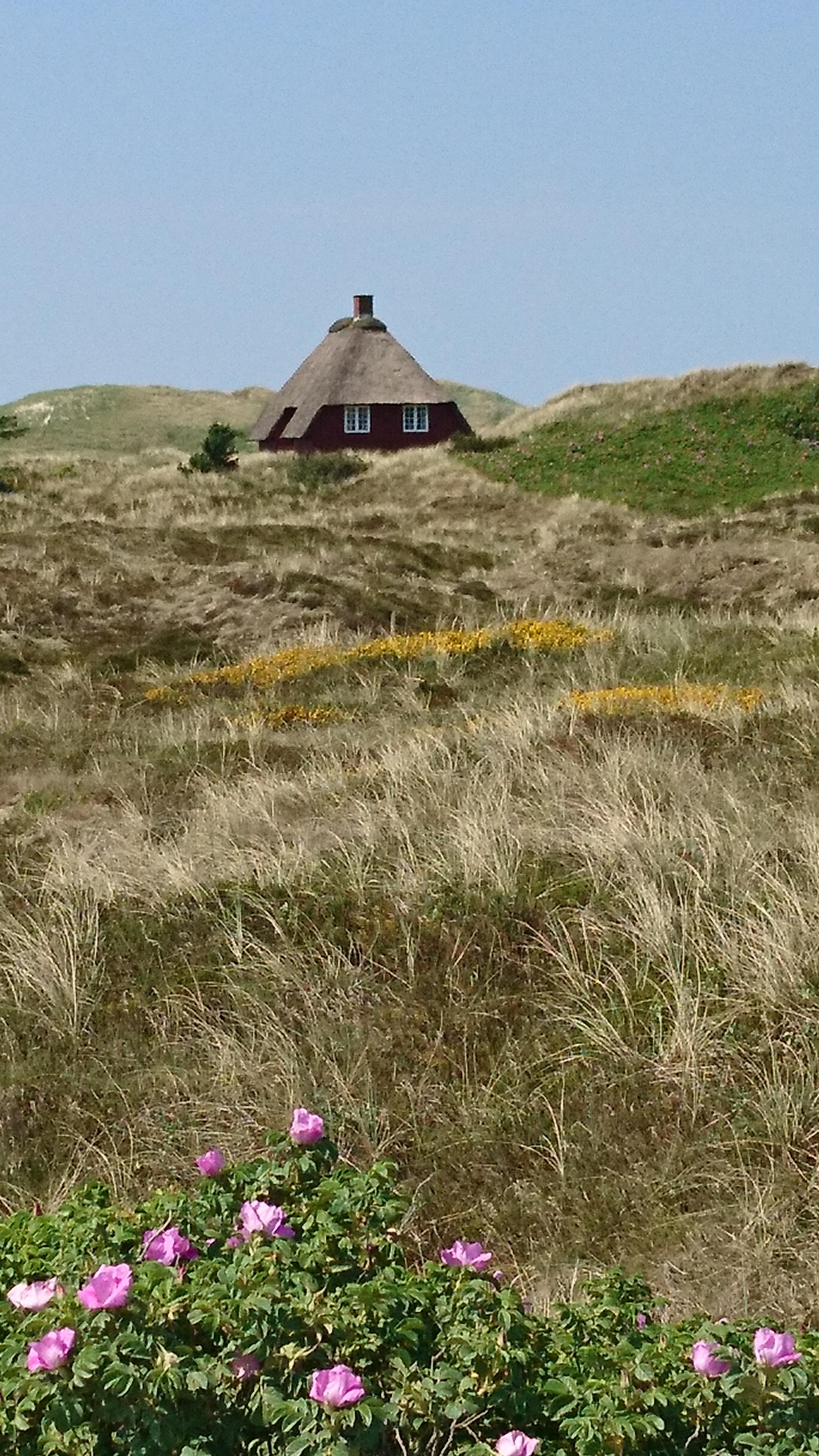 Eingekuschelt in den Dünen hinterm Strand von #Nymindegab liegt dieses Häuschen 🇩🇰 

#Skandinavien #hygge