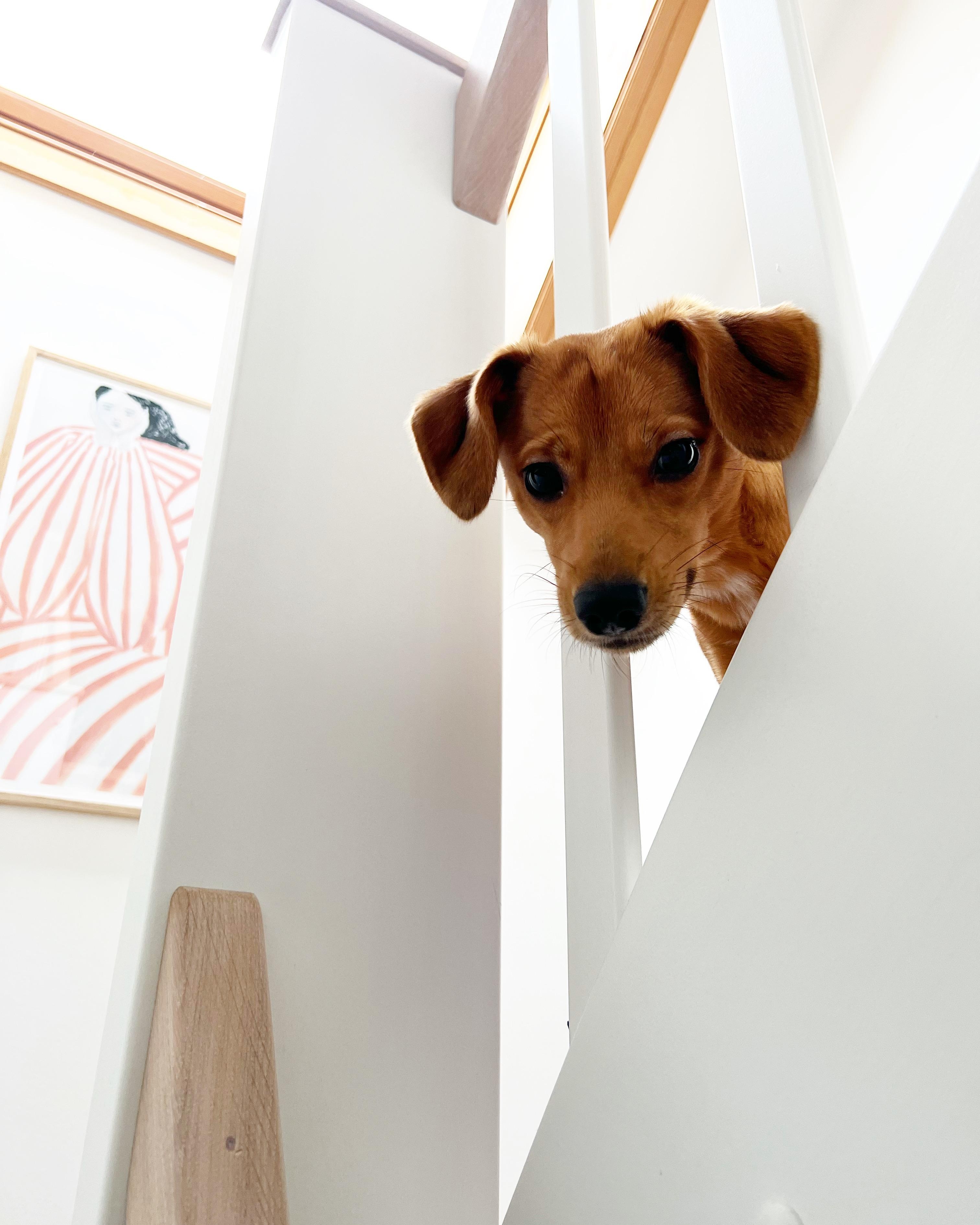 Elli liebt die neue Treppe #flur #tierischwohnen