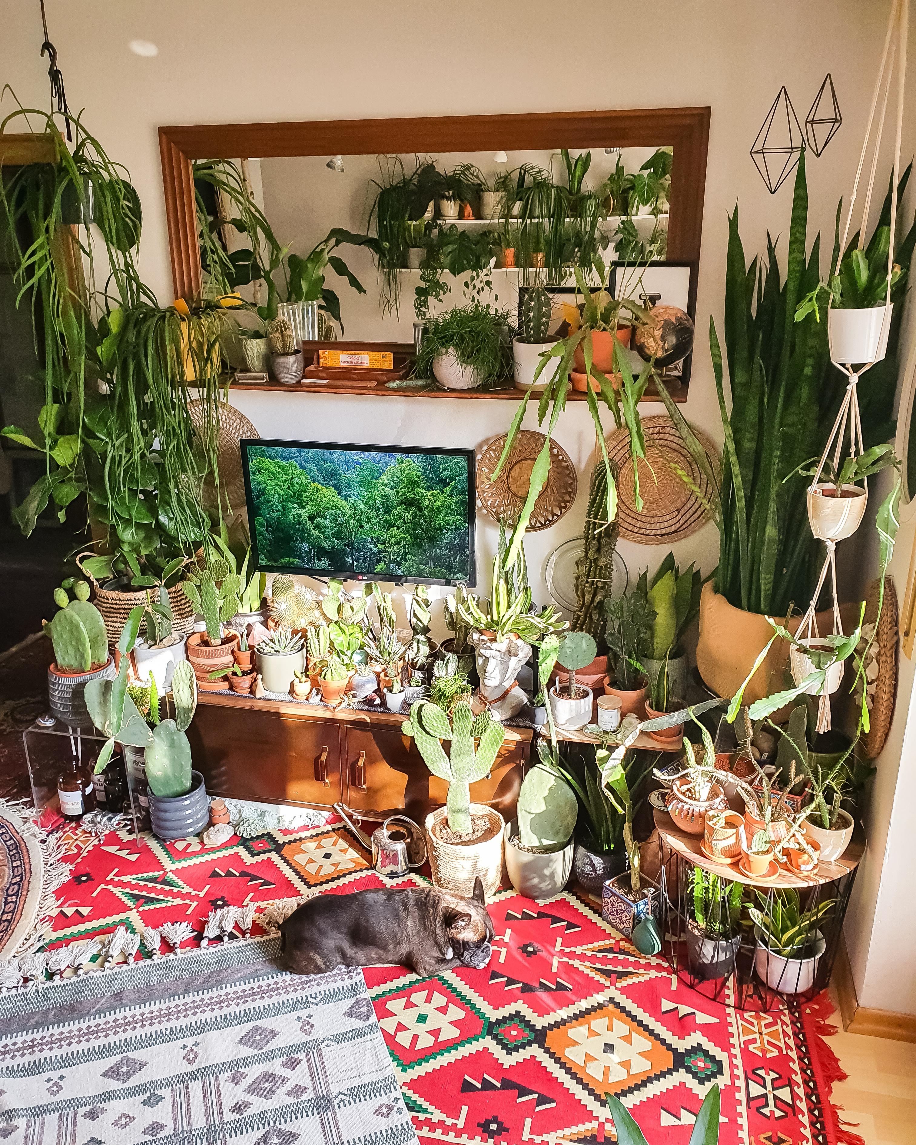Endlich alle Kakteen drin 🌵🌵 #sideboard #wohnzimmer #Pflanzen 