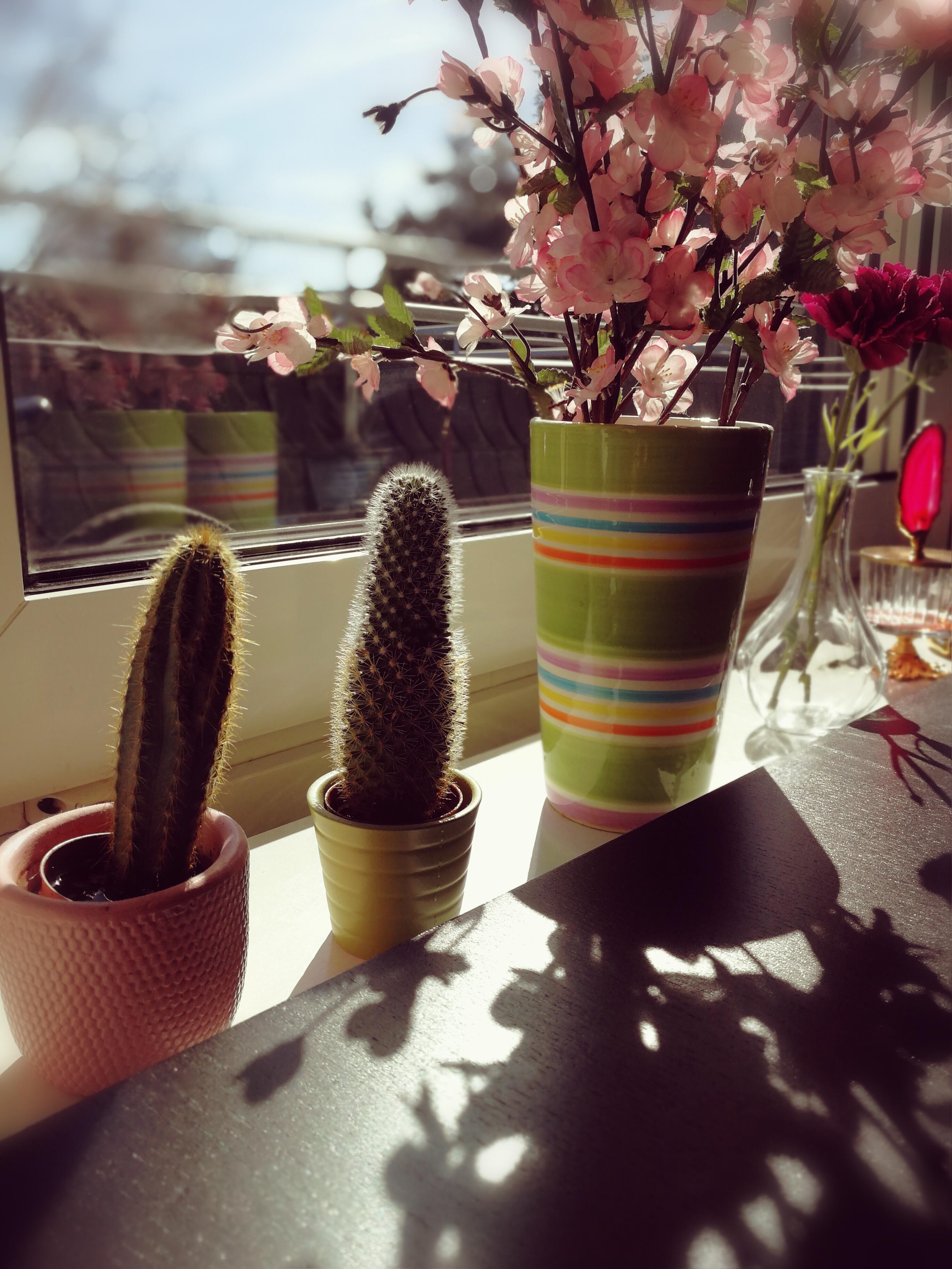 ...endlich bist du da, lieber #Frühling 🌸🌷🥀💮💐☘️🌻
#Sonne #Kakteen #GuteLaune
