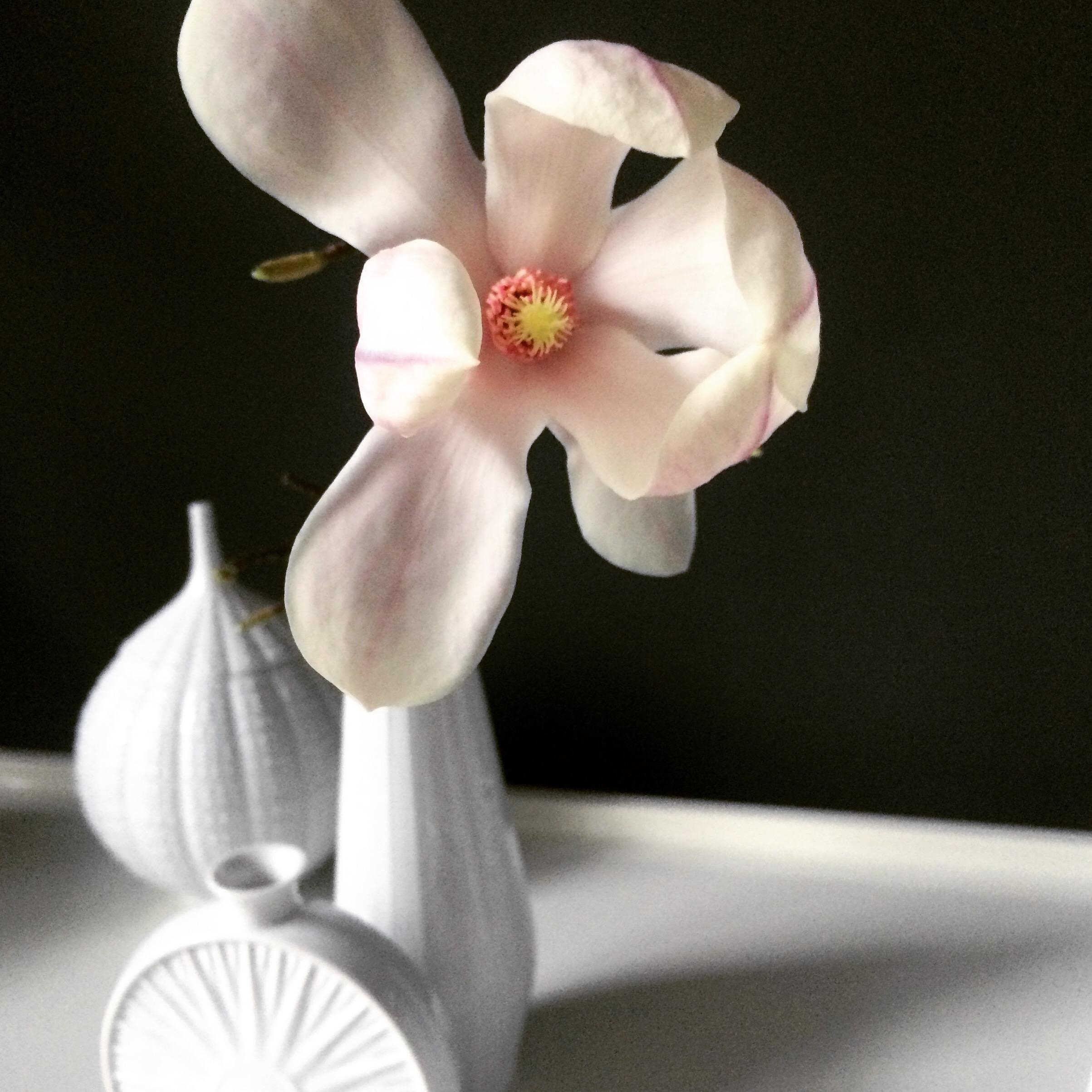 Endlich Frühling, zumindest in der Vase. #magnolie #blüte #spring