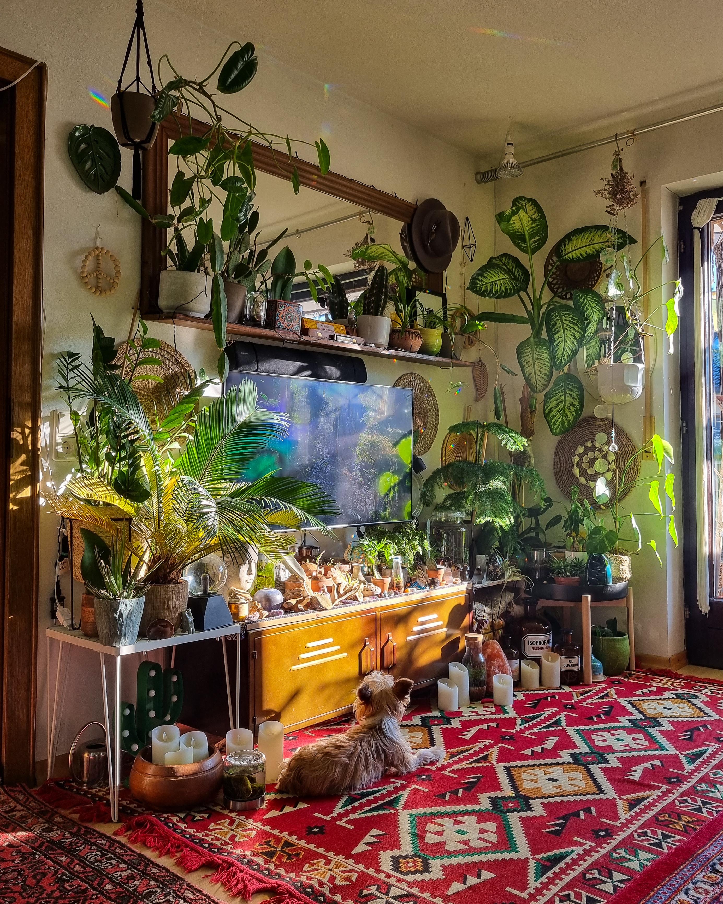 Endlich langes Wochenende 🌿🫶🏽☀️ #Wohnzimmer #Spiegel #Pflanzen #urbanjungle #Teppich #boho #hippie #Beistelltisch 