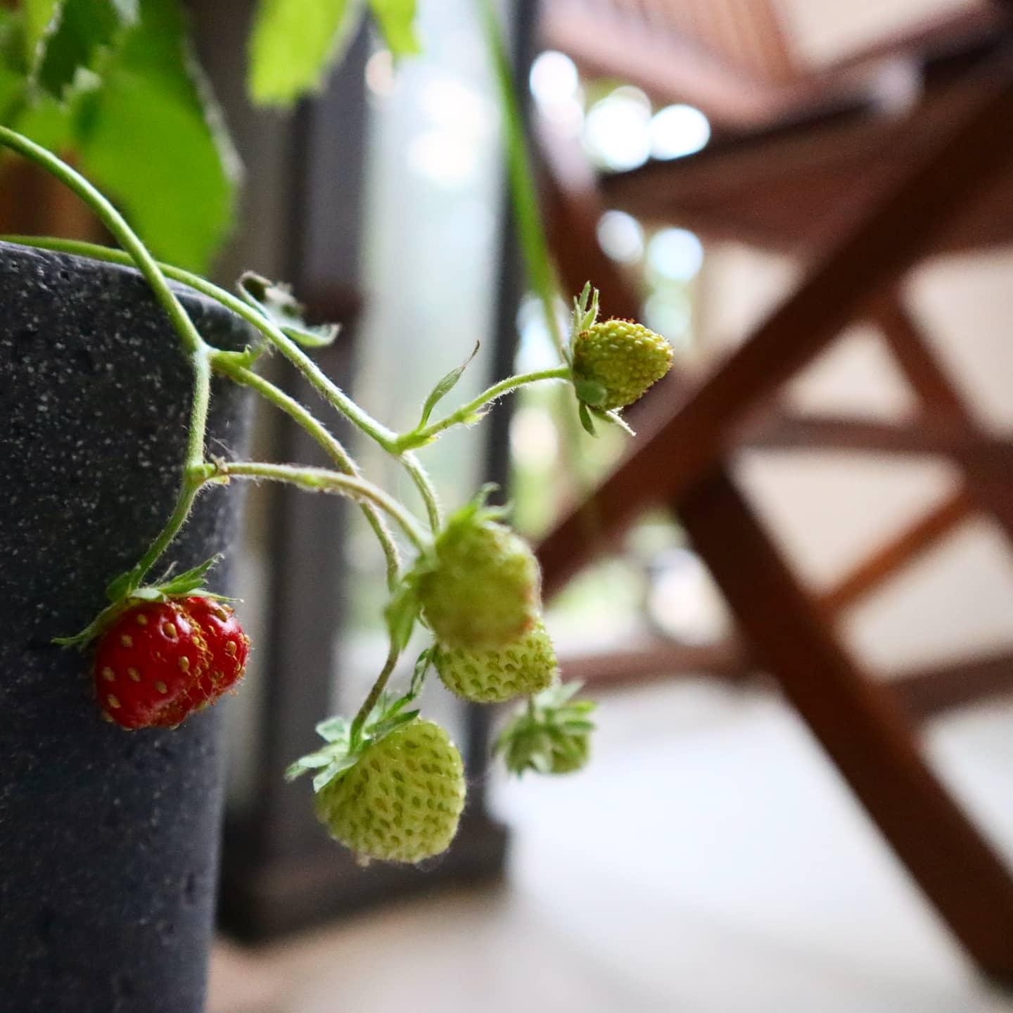 Erdbeerernte 🍓😍
#balkonfrüchte #erdbeeren #balconygardening #süßefrüchte
