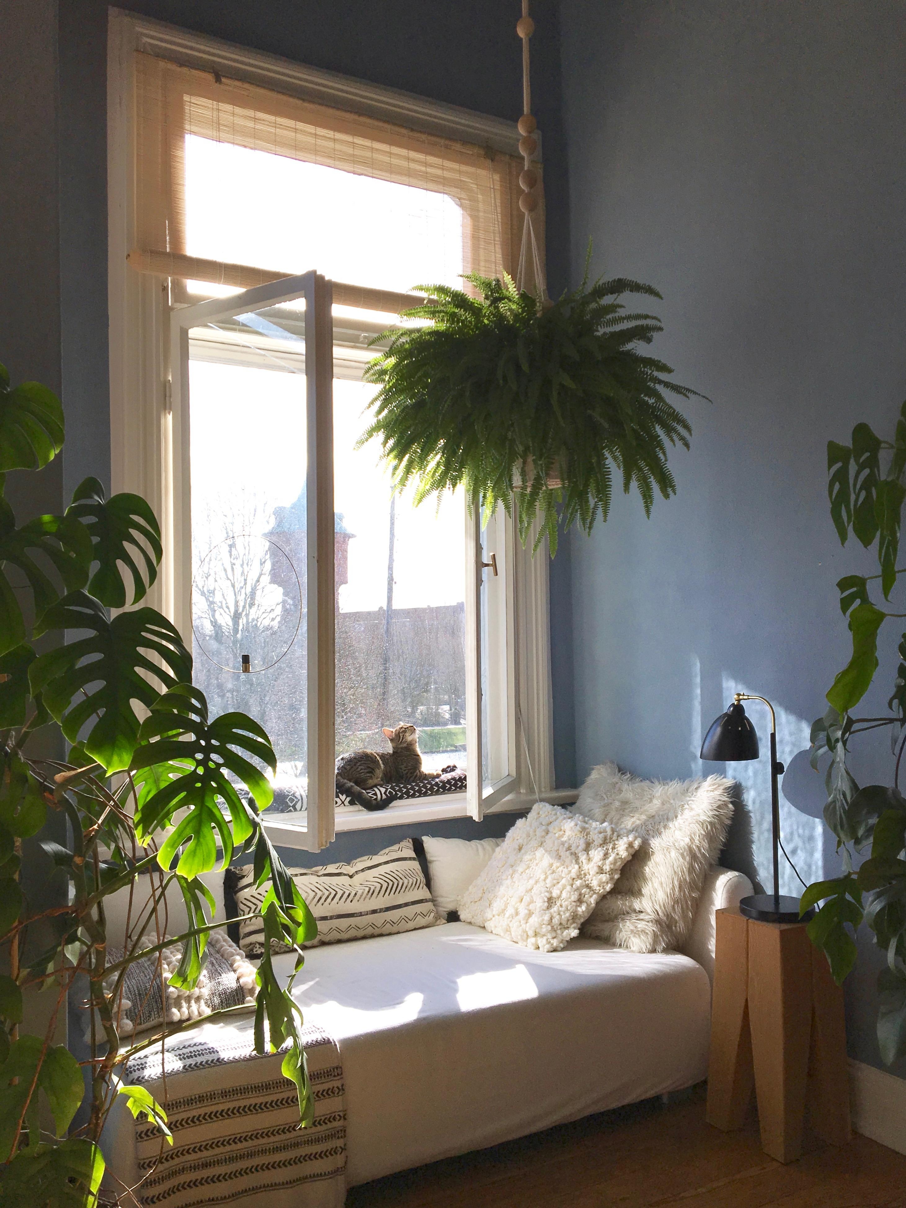 Erker im Esszimmer, endlich wieder mit Sonne 🌿🌞
#urbanjungle #dielenboden #altbauwohnung #katzen #monstera