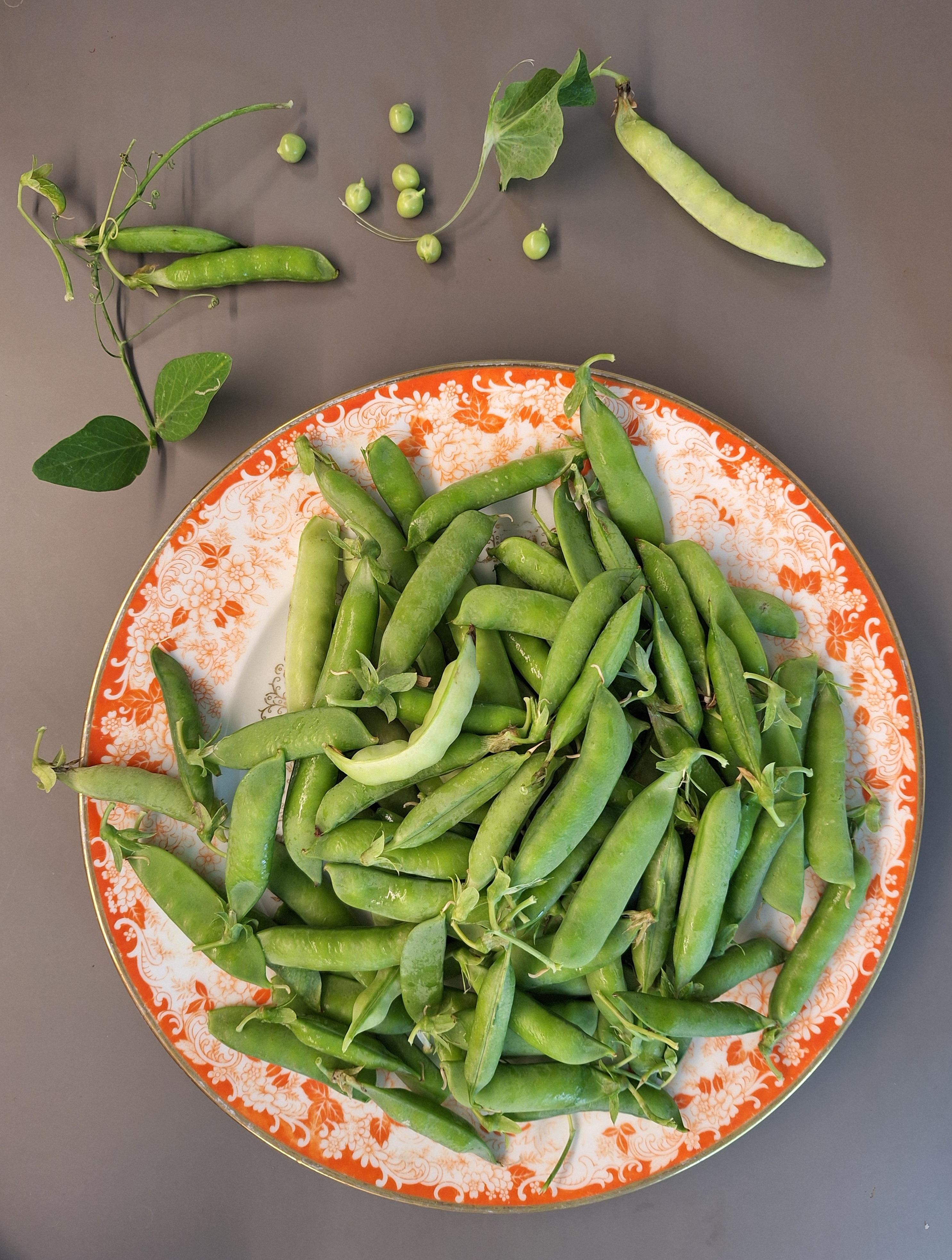 ERNTE
#Erbsen #Zuckererbsen #Ernte #Erbsenernte #Eigenanbau #Gemüsebeet #Snack #keinSchneckenfutter #proteinreich