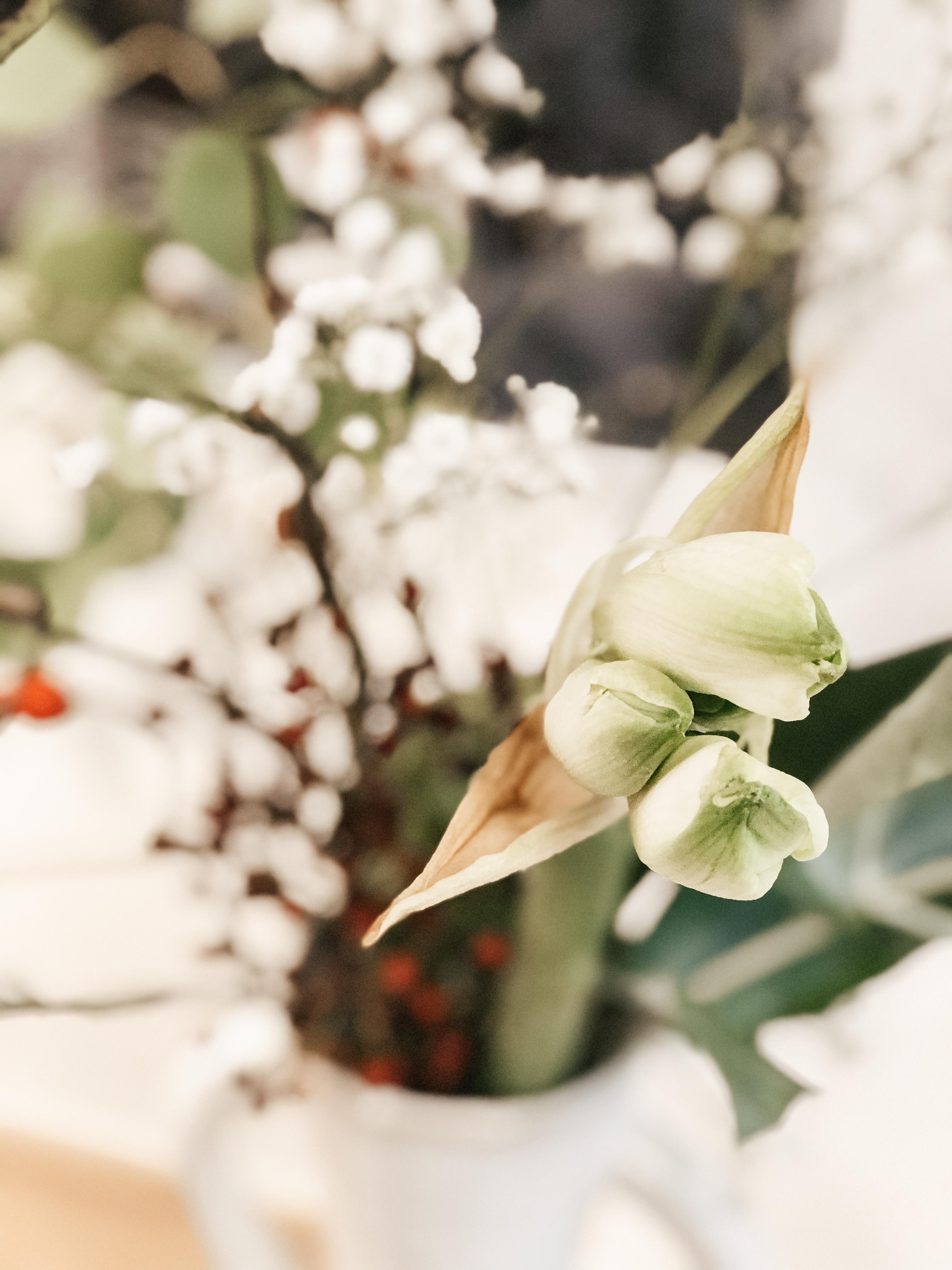 Erste Amaryllis des Jahres. 🤍
#flowers #blumen #amaryllis
