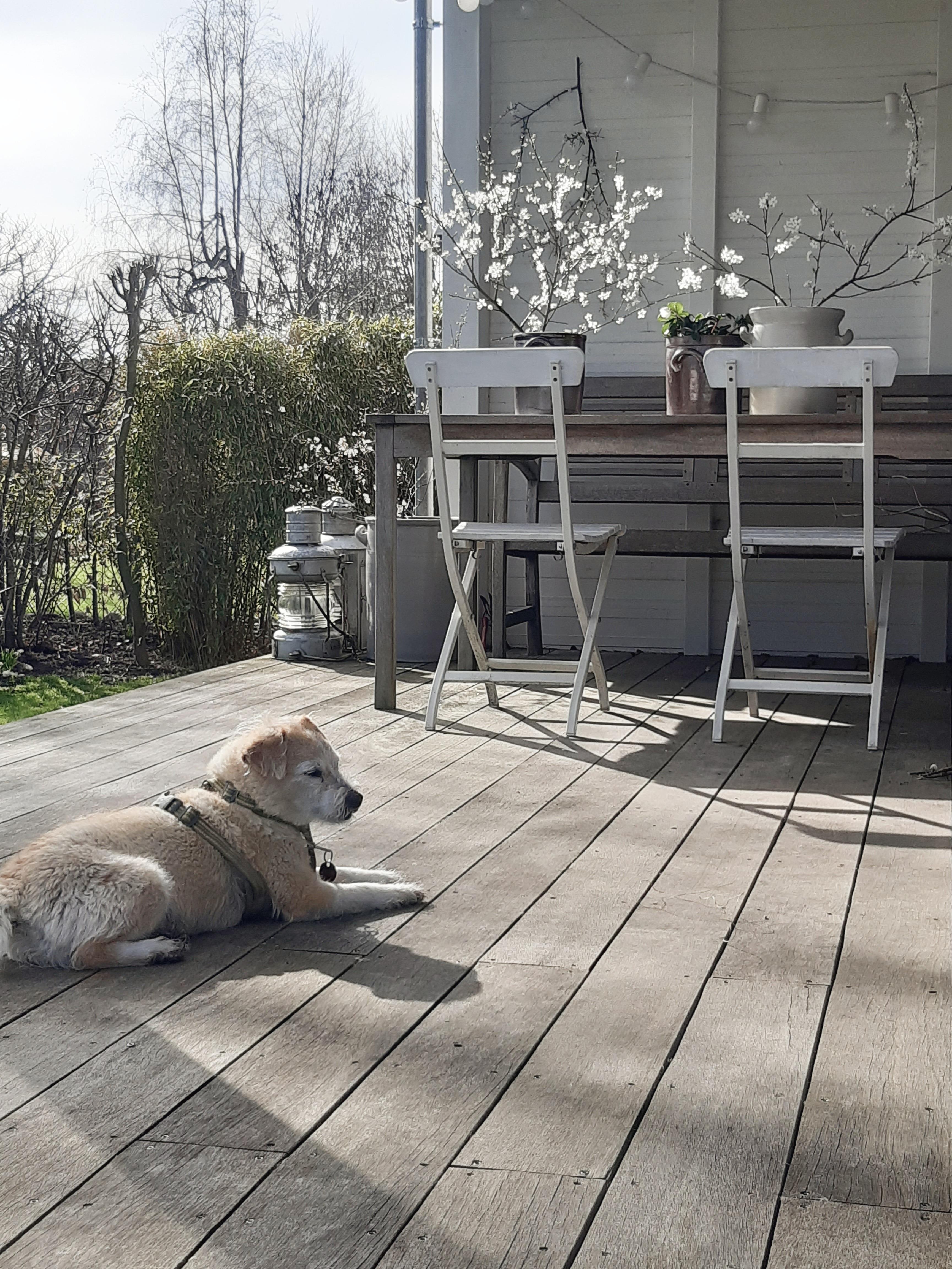 Erstes Sonnenbad von Baco.. #Haustier #couchliebt #couchmagazin #couch #Terrasse #frühlingsboten #Frühlingsstimmung 