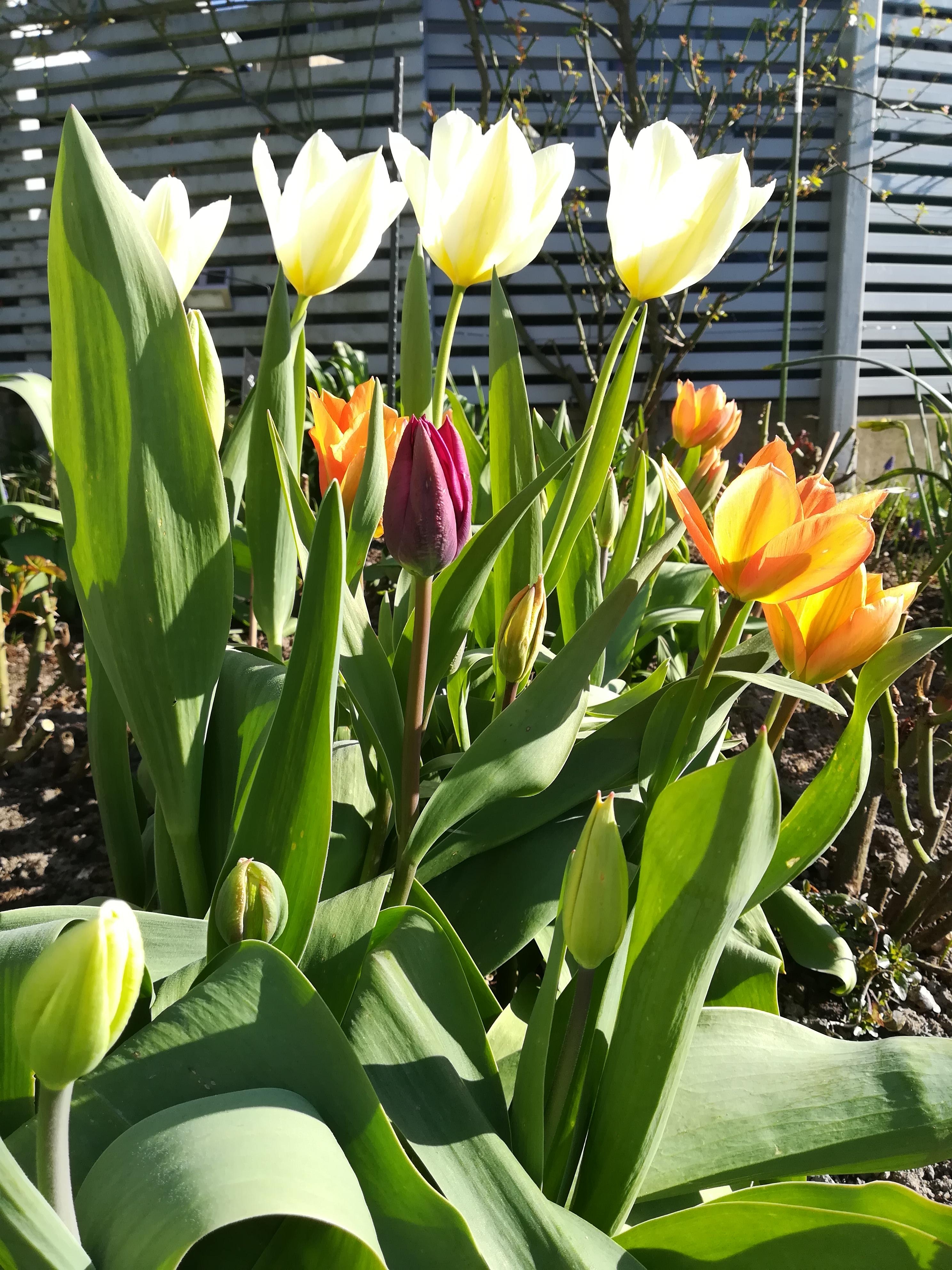 Es blüht so schön überall! #neuhier, #Tulpen, #sonne, #garten,#frühling, #draußensein