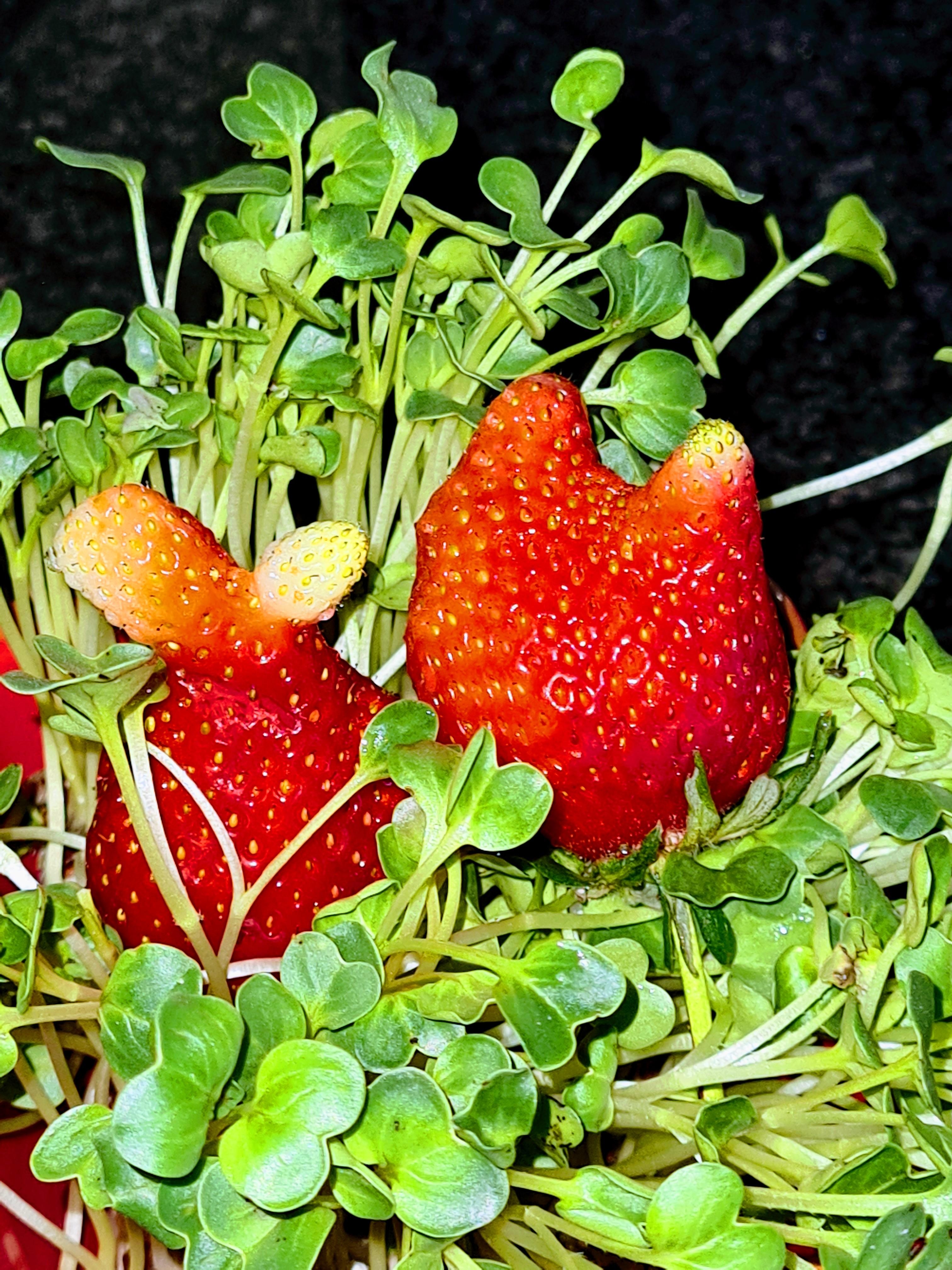 Es dauert zwar noch#Erdbeerzeit#naschen#marktbummel