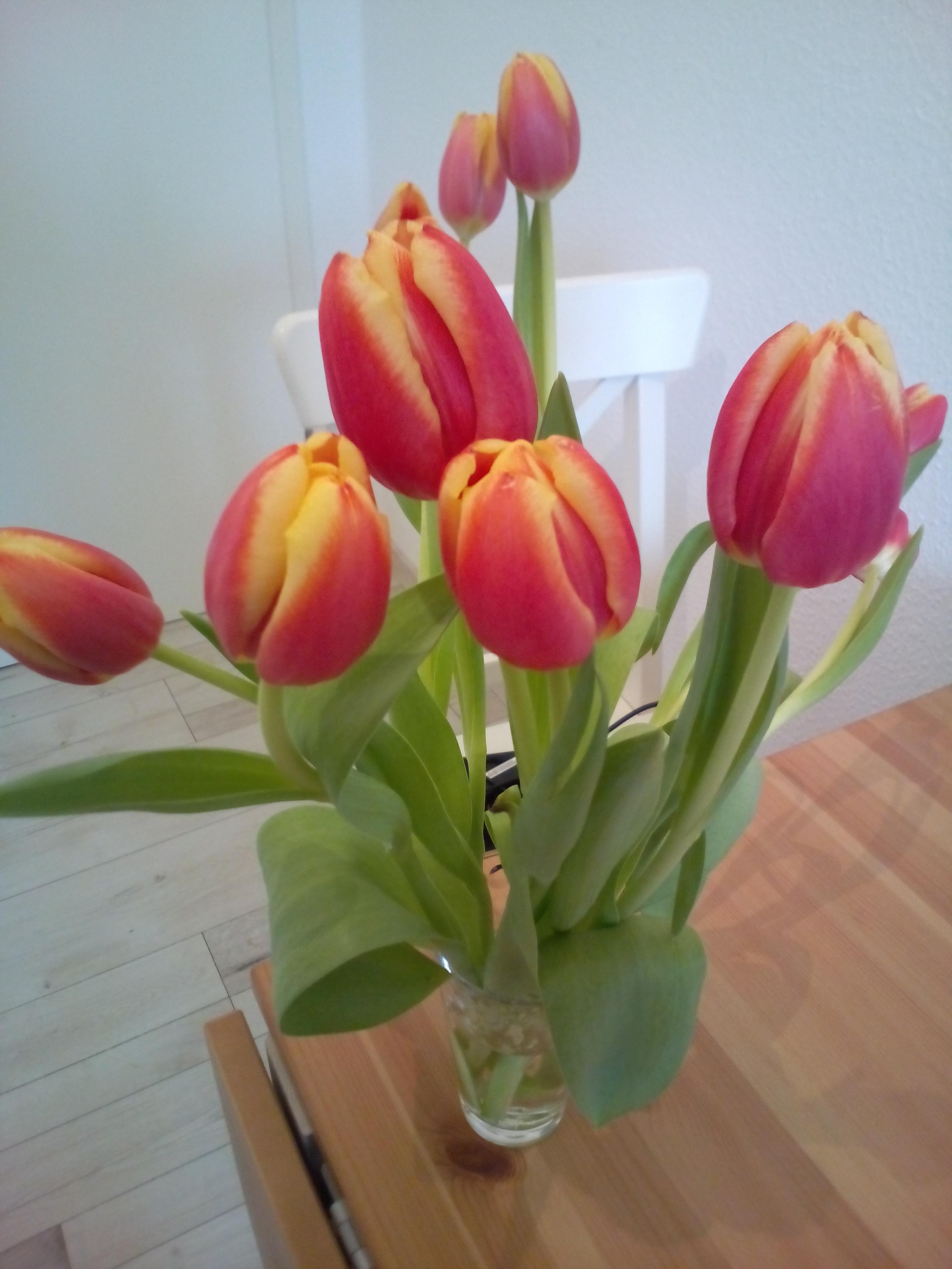 Es duftet nach Frühling
#Tulpen