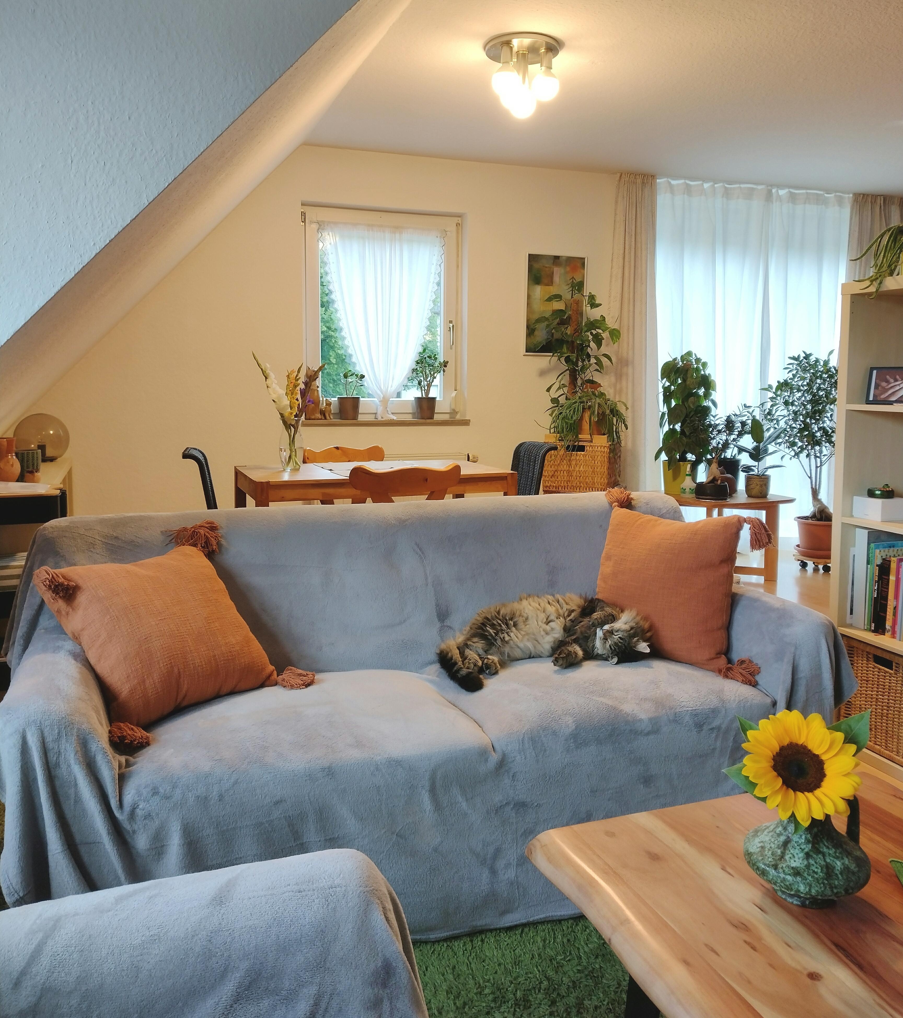 Es fehlen noch neue Vorhänge. Was ich an dieses Raum liebe: es gibt viel Platz für Pflanzen ☺️🪴#wohnzimmerumstyling