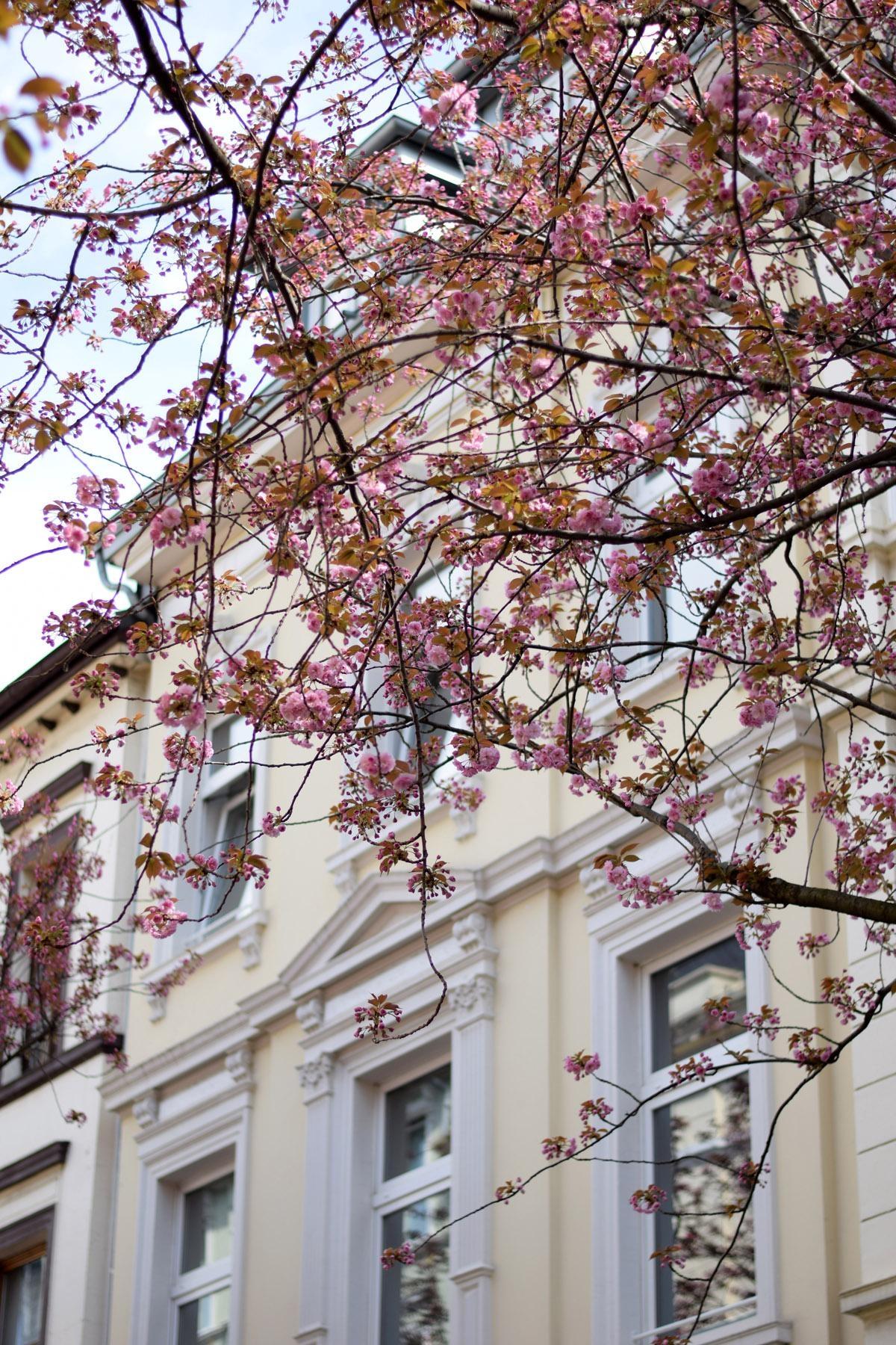 Es geht los mit der Kirschblüte...
#Kirschblütenzeit #flowerpower #Blütenzauber #Frühling #Altbau