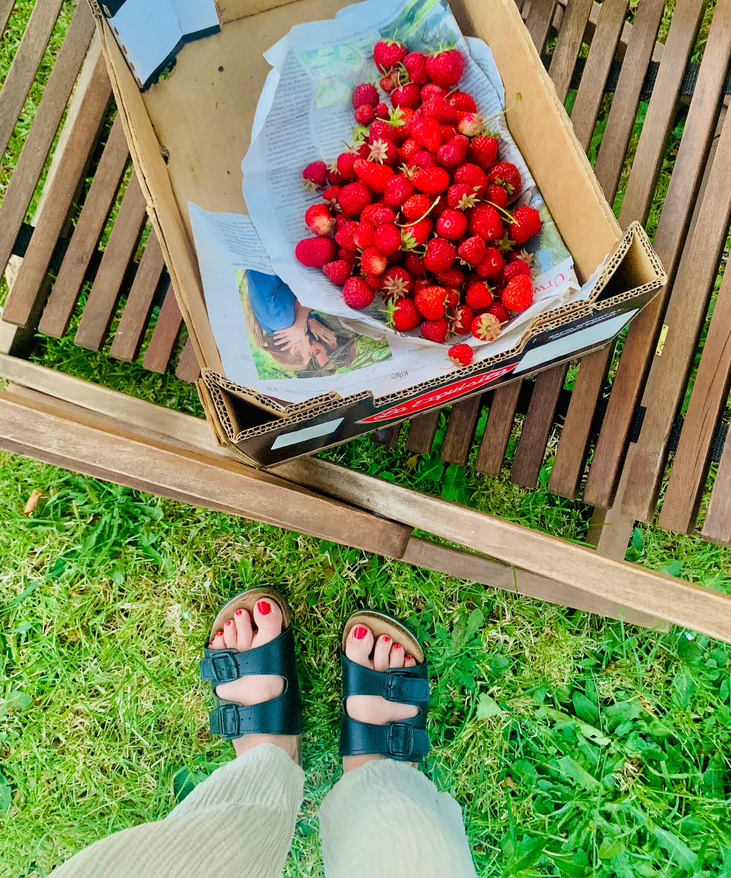 Es gibt morgen einen Erdbeerkuchen!
🍓
#erdbeeren #garten #outdoor #unsergarten #ernte 