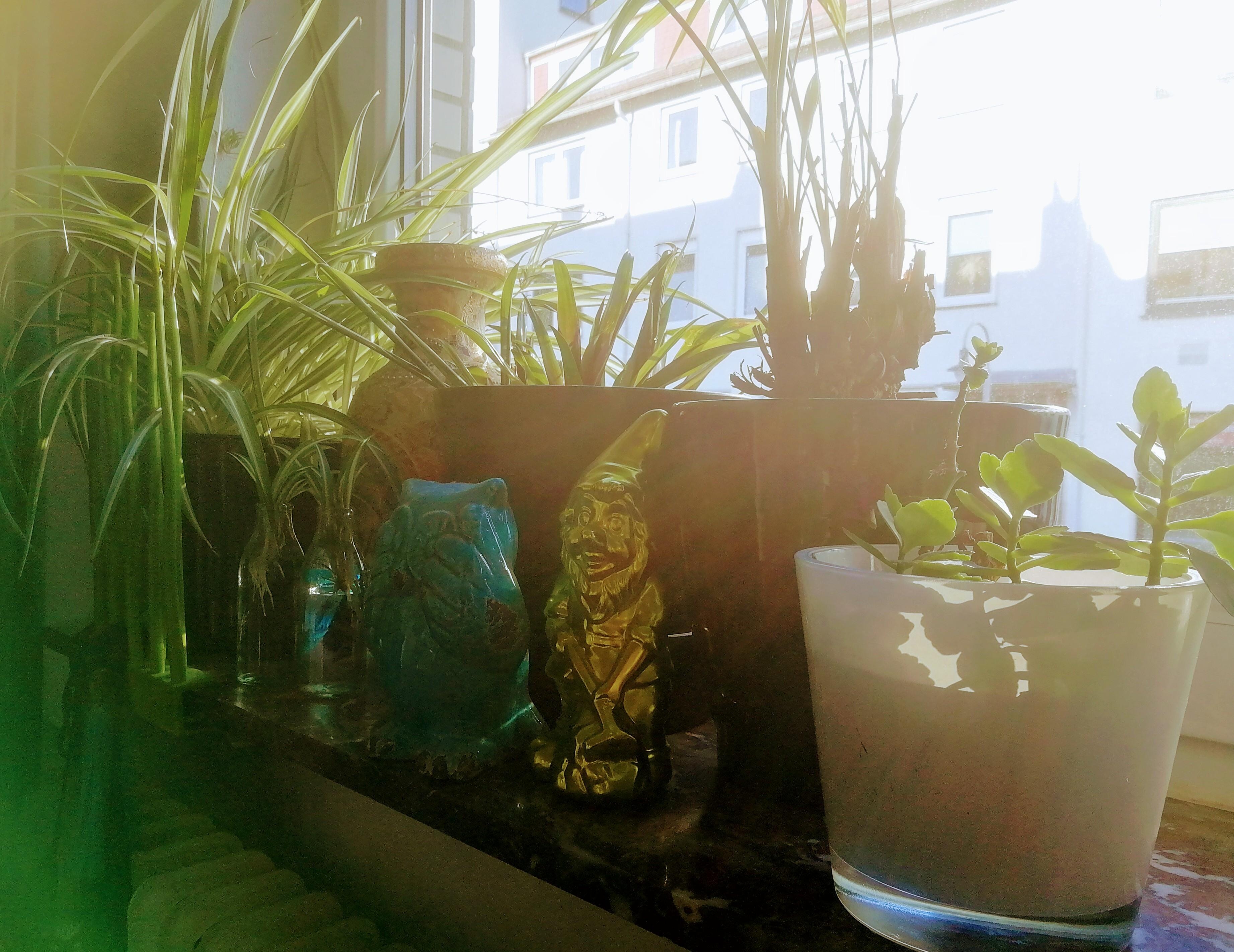 Es grünt so grün auf der Fensterbank... #livingchallenge #grünerwohnen #plantgang #pflanzen