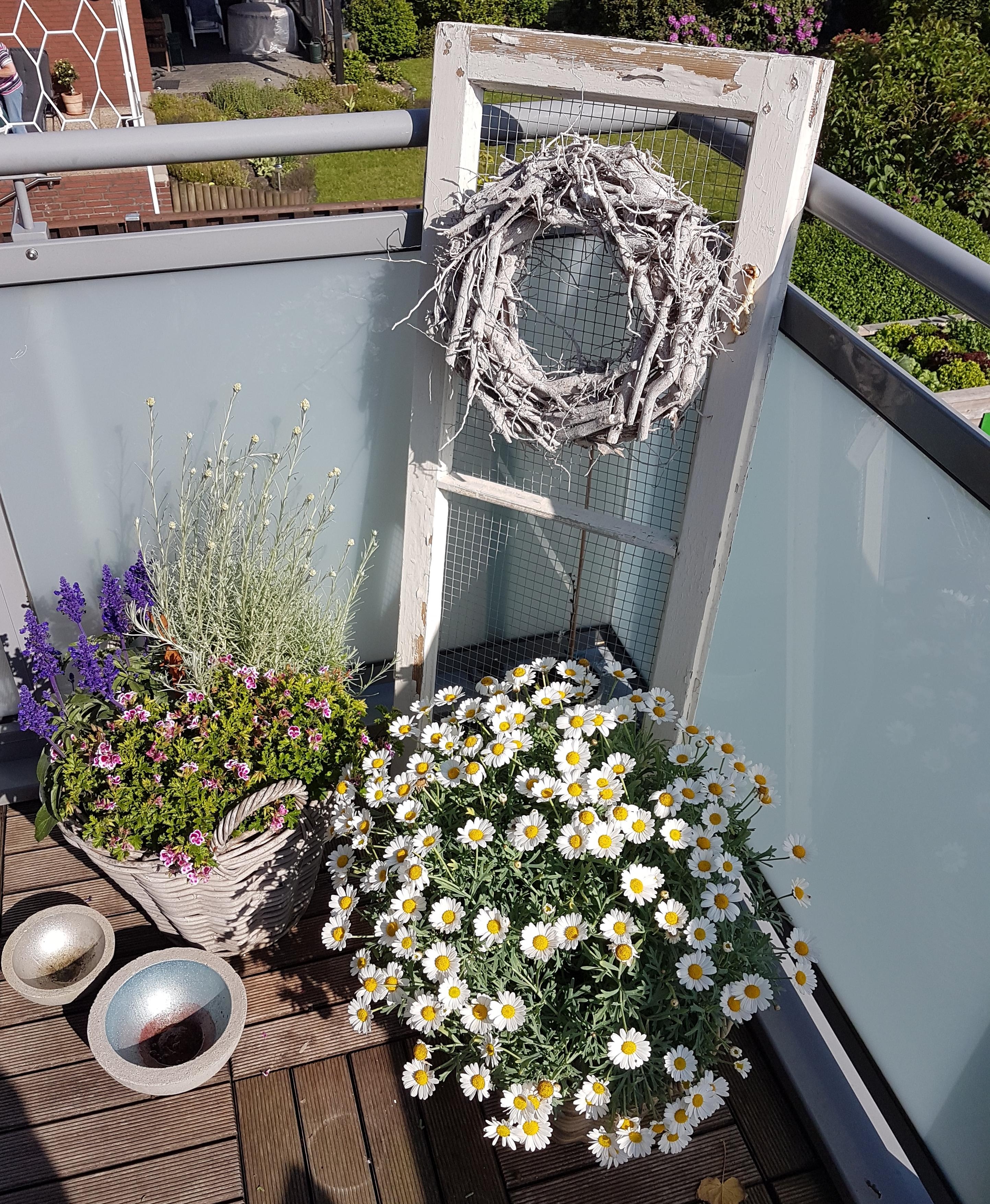 Es grünt und blüht auf unserem Balkon #Deko #Balkon #Sommer