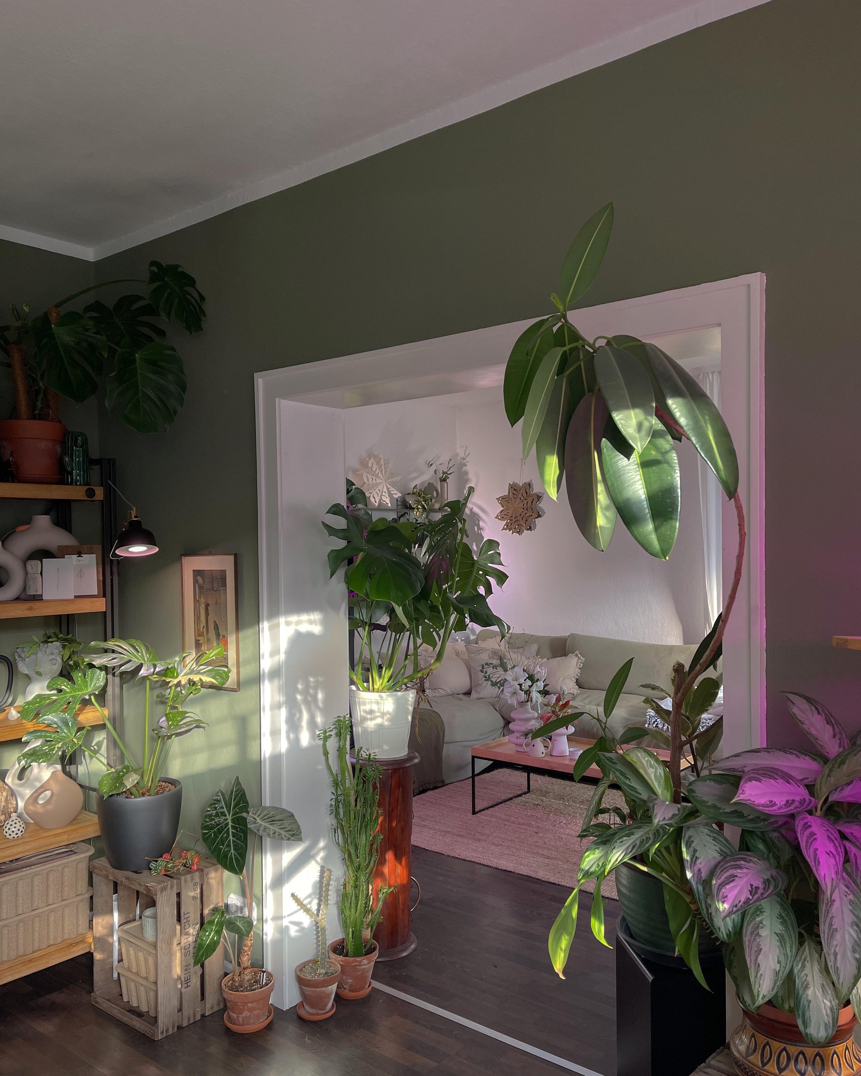 #esszimmer #wohnzimmer #livingroom #plants #interiorinspo #pflanzenliebe #altbau #altbauliebe #hygge #boho #interior 