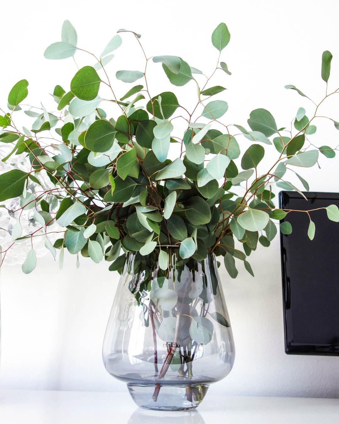 #Eucalyptus ist und bleibt mein #Favorit. | #grün #Blumen