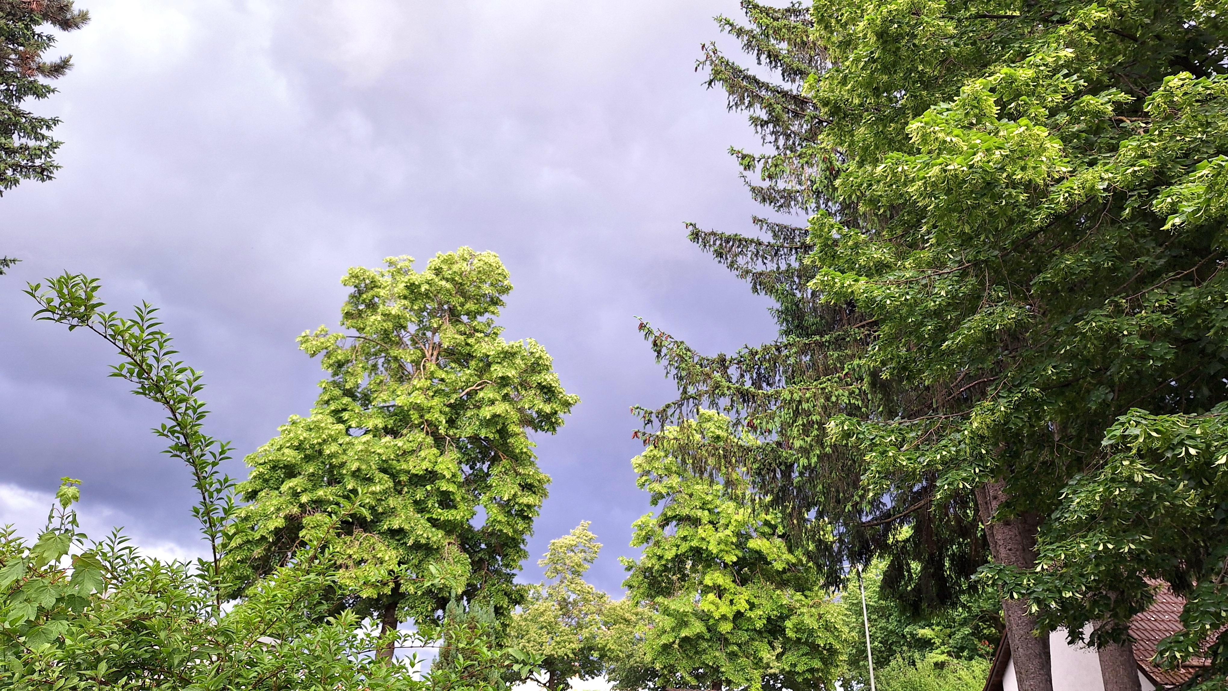 .Farben vor der Tür.
#Wetter #Wolken #Tannen #Fichte #Linde #BäumevorderTür