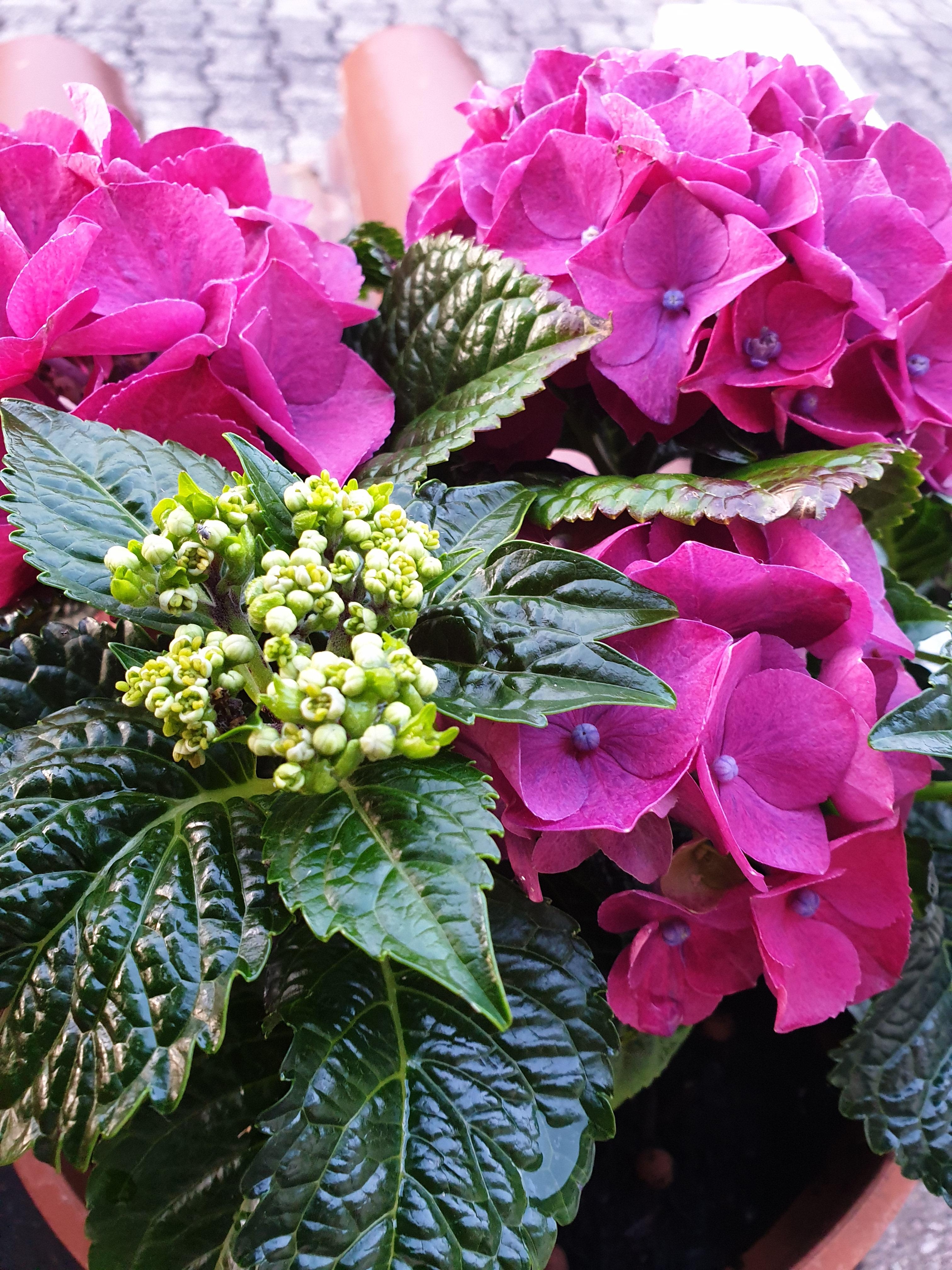 Farbenpracht 😊 #garten #terrasse #flowerpower #frühling #blumen #flowers #hortensie 
