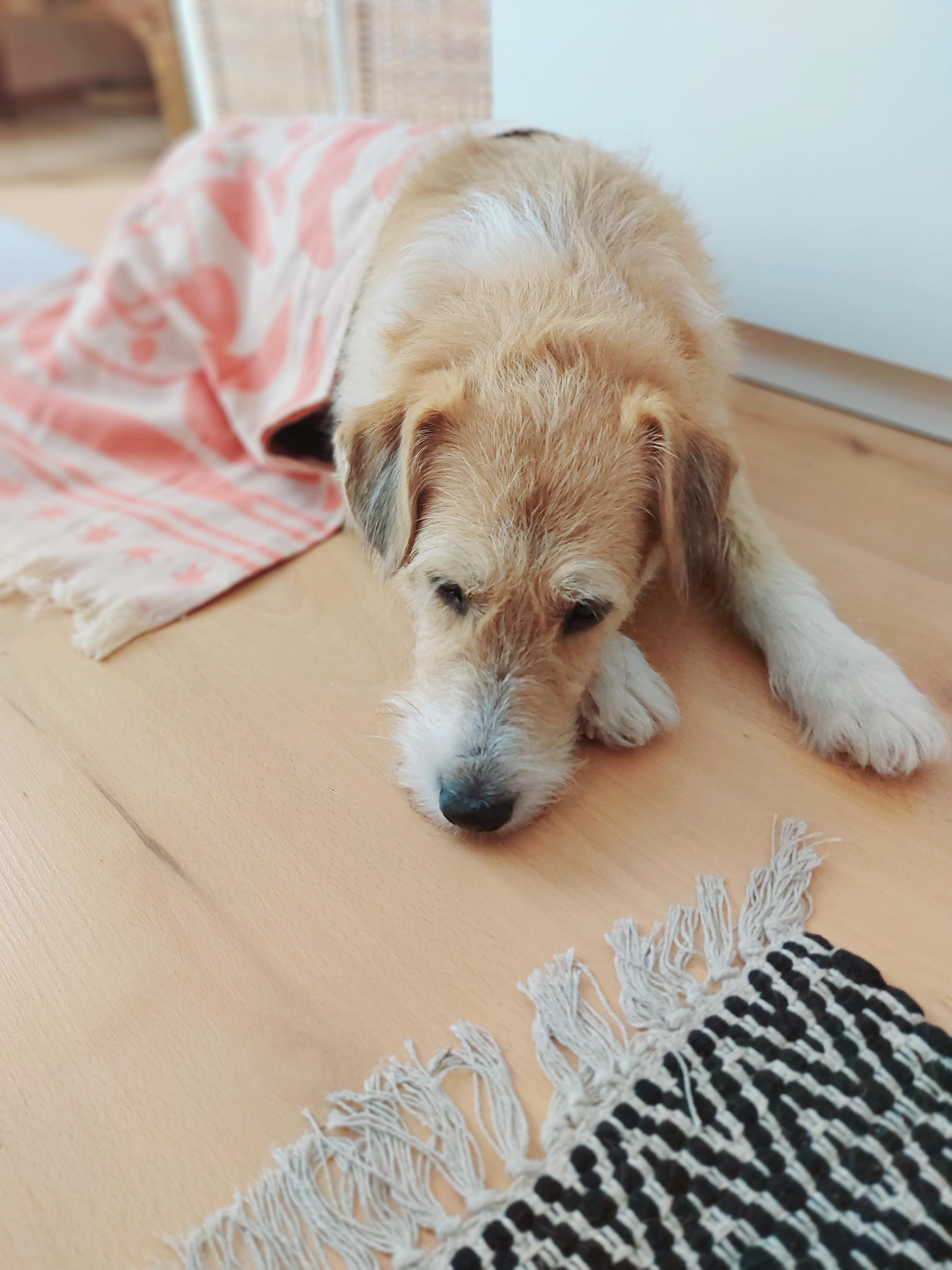 #Federico #dogathome #Haidhausen #Altbauwohnung #adoptdontshop #zuhause #dogmom 