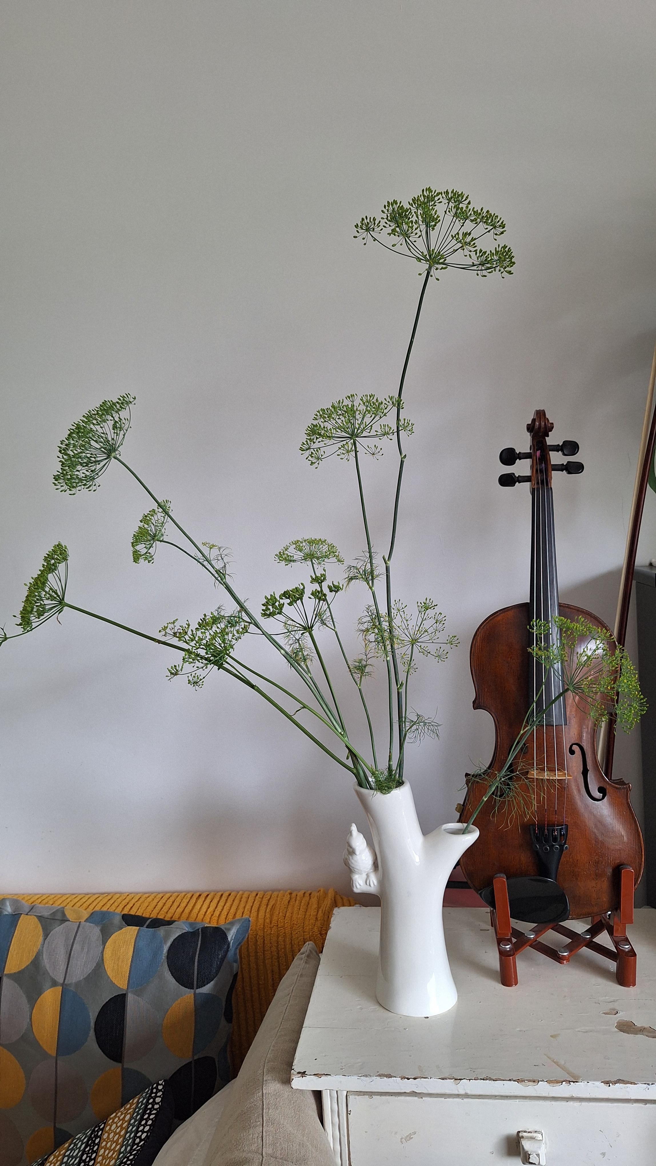 .Fenchel auf dem Nachlasstisch.
#Fenchel #Garten #Eigenanbau #Morgenlicht #OmasSchatz #100Jahrealt #altesMöbelstück #Geige #Instrumente #LebenmitMusik