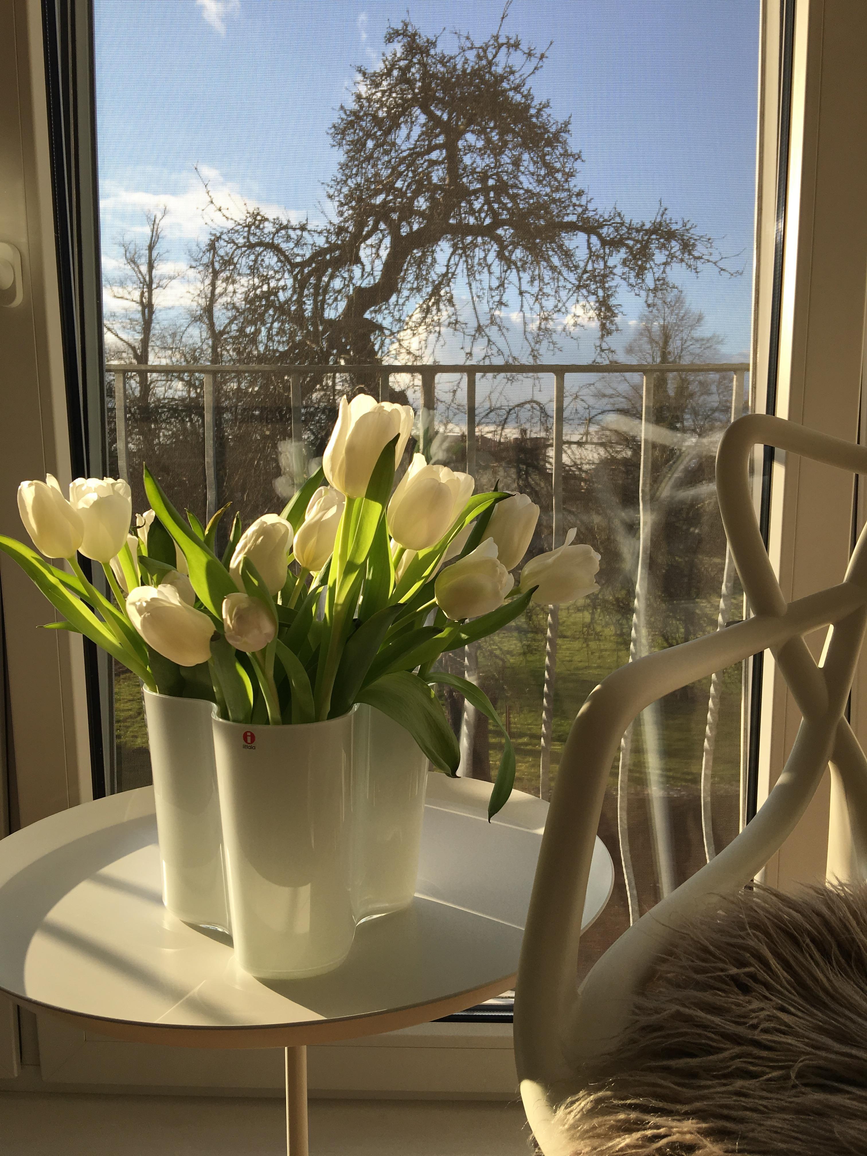 #fensterausblick#hay#tulpen#frühling#dekoration #kartell #homesweethome #frühlingssonne