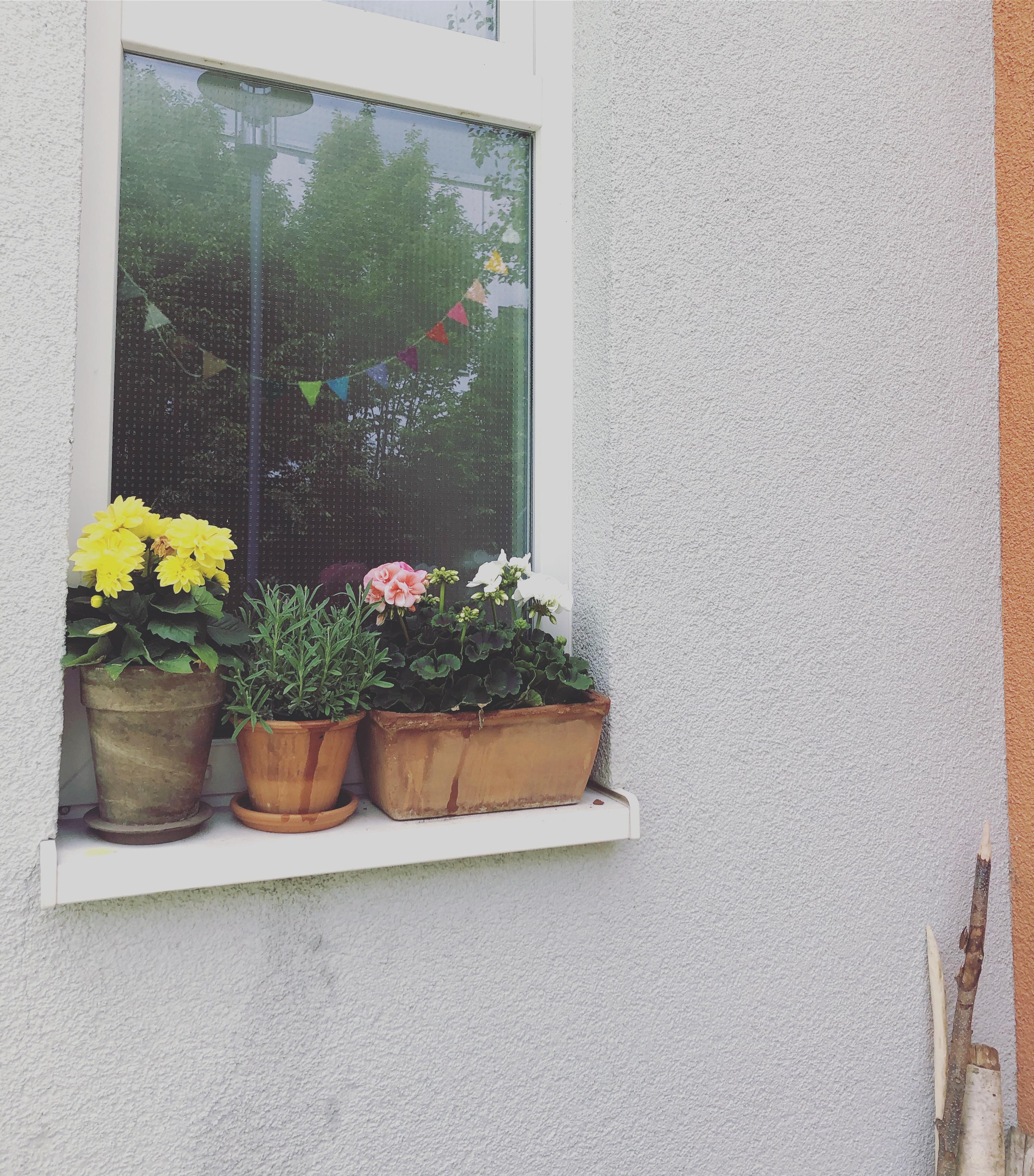 Fensterblümchen ❤️
#outdoor #livingchallenge