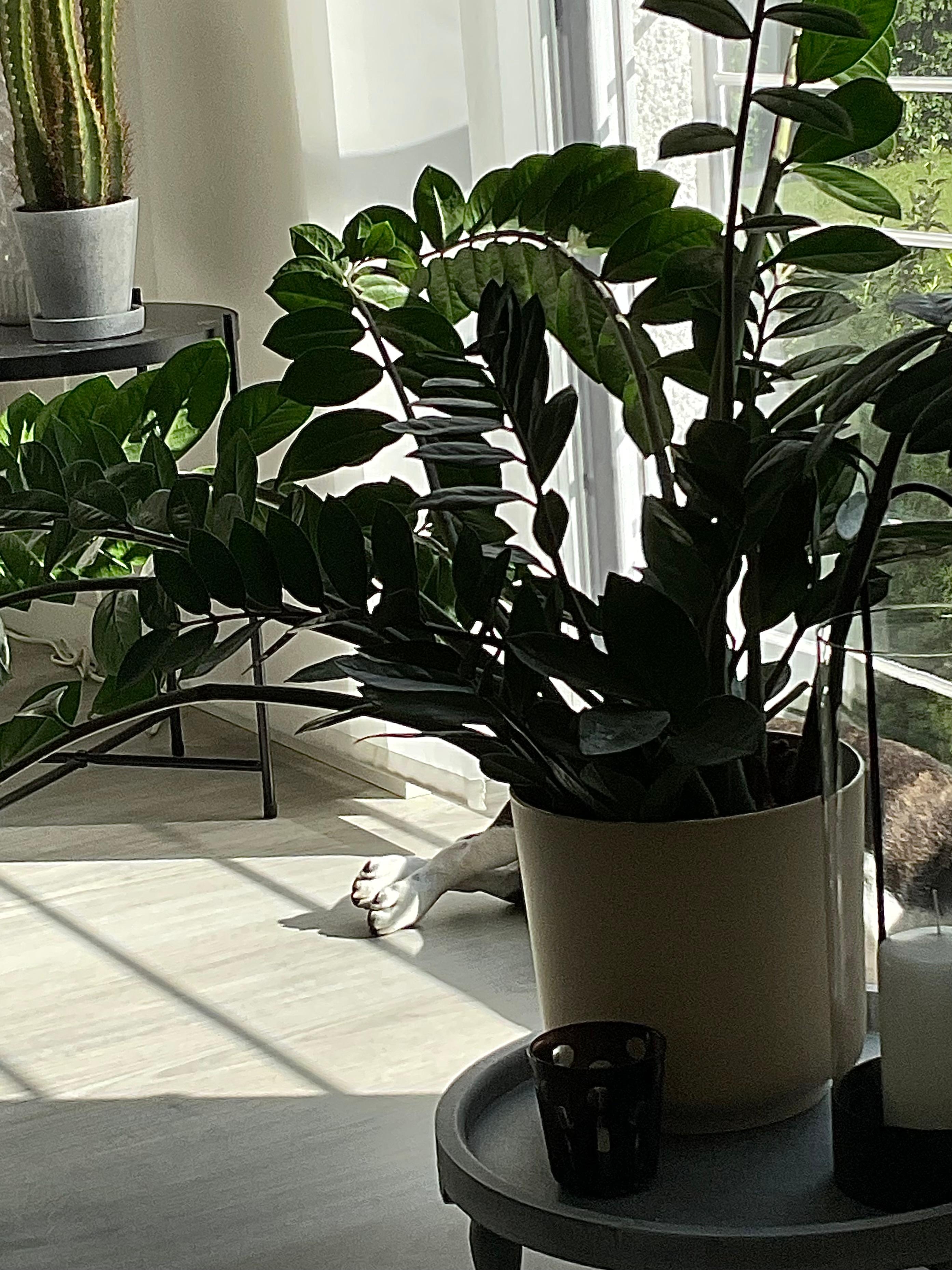 Fensterdeko ist meine Schwachstellle - wir haben überwiegend bodentiefe Fenster #livingchallenge #fensterdeko