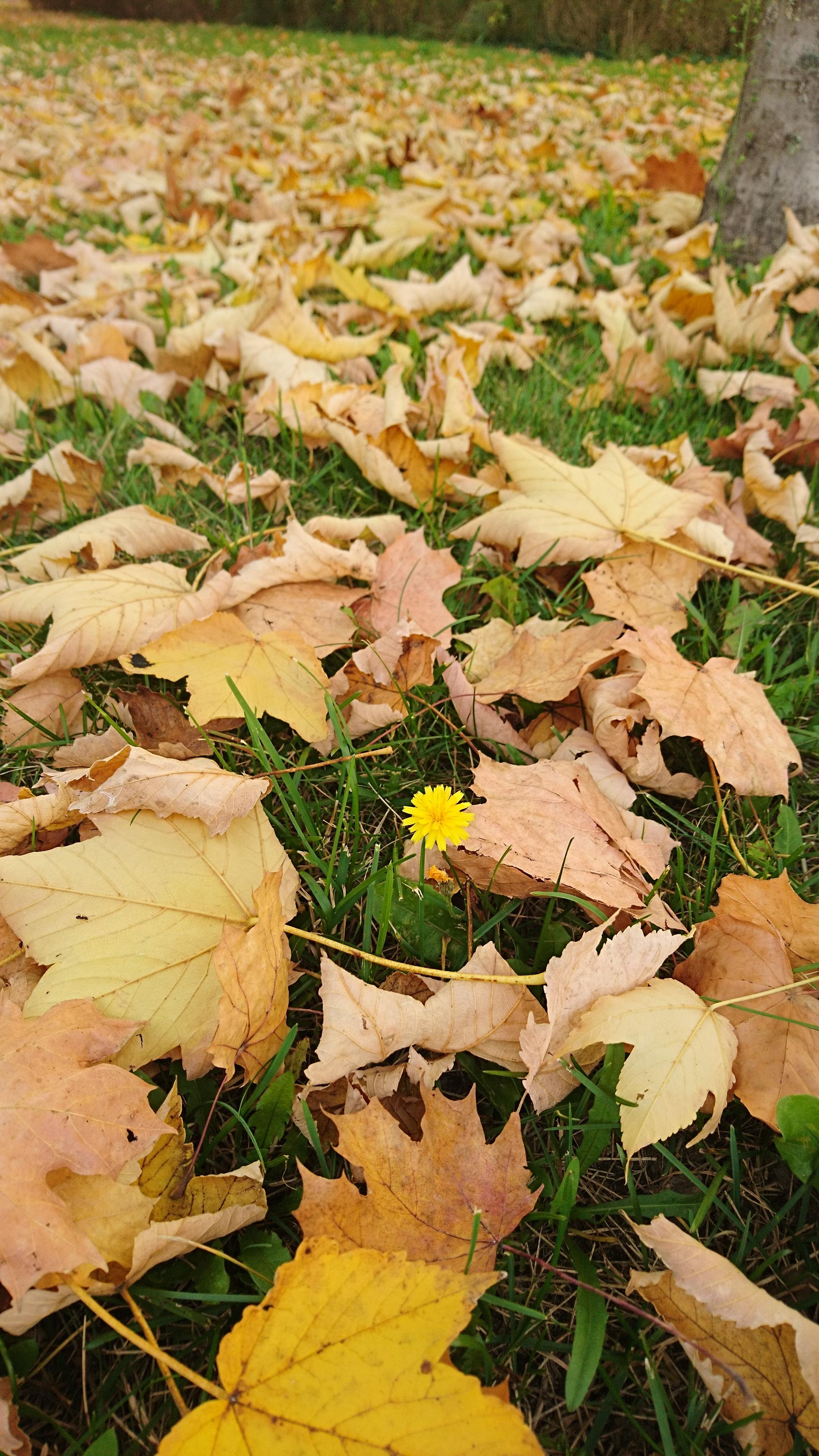 Find beauty 
in the little
things 💛

#Blätter #Herbstlöwenzahn #Herbst 