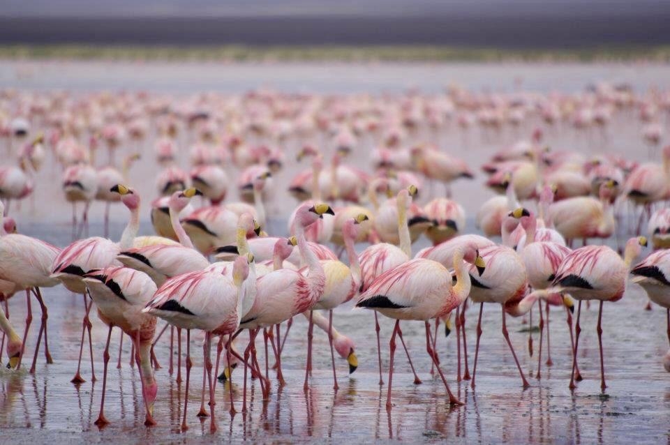 Flamingoliebe 💕🦩 in Bolivien. #travelchallenge #meinschönsterurlaub