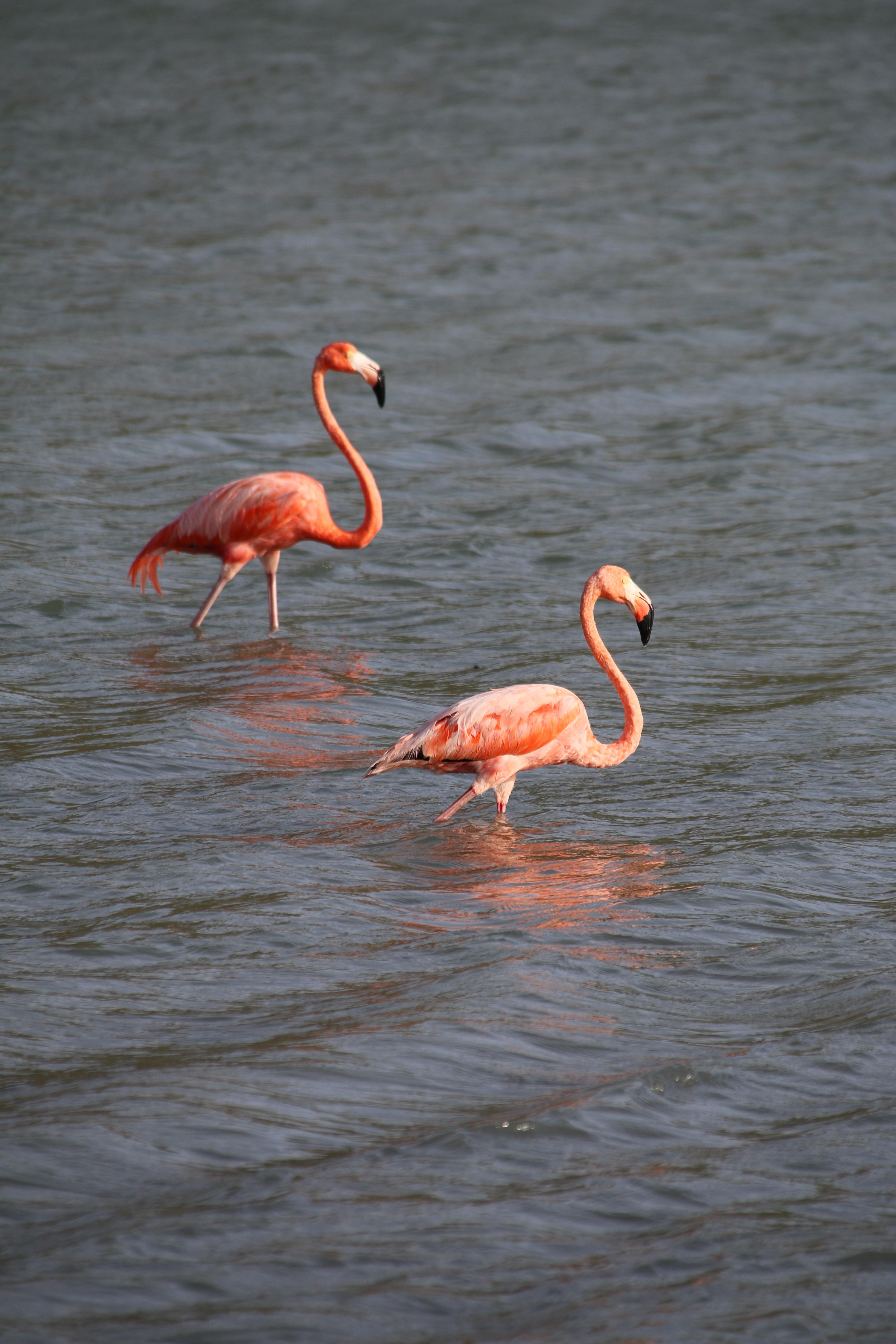 #flamingoliebe #Curacao #travellover
#reisenistmeinemedizin