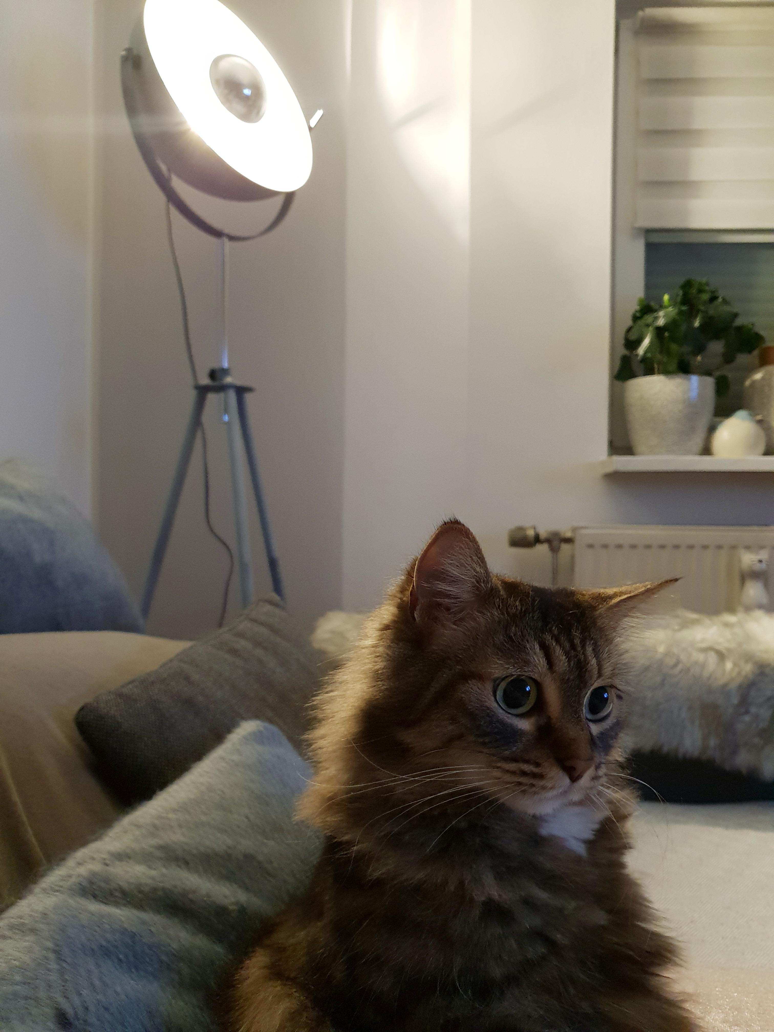 Flauschige Mimi 😊😻 #katze #wohnzimmer #couch #lampe