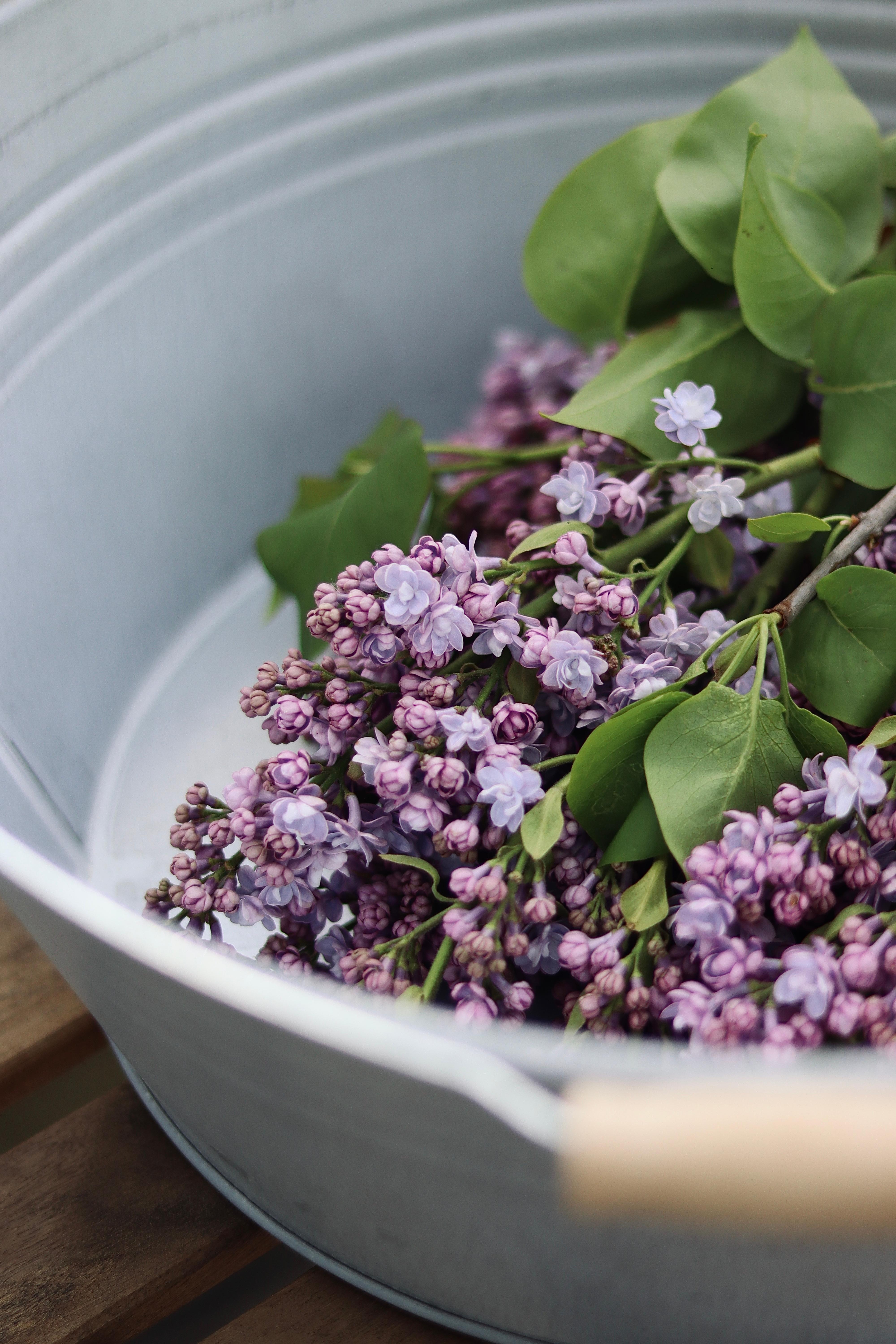 Flieder vom Markt 💜 #fliederliebe#flieder#freshflowers#lilac