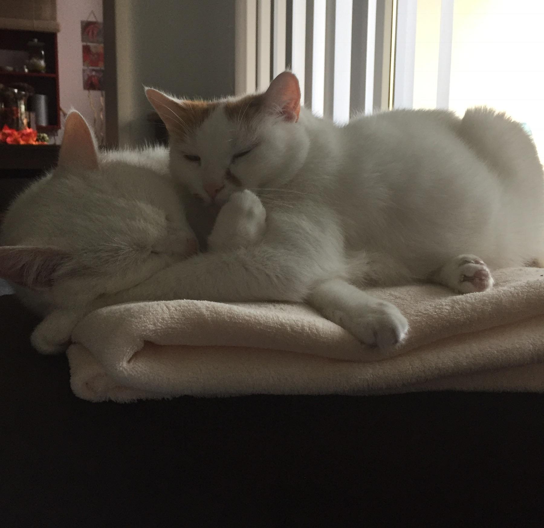 Flocke & Flummi 2 Brüder Türkischvanmix #cats #love