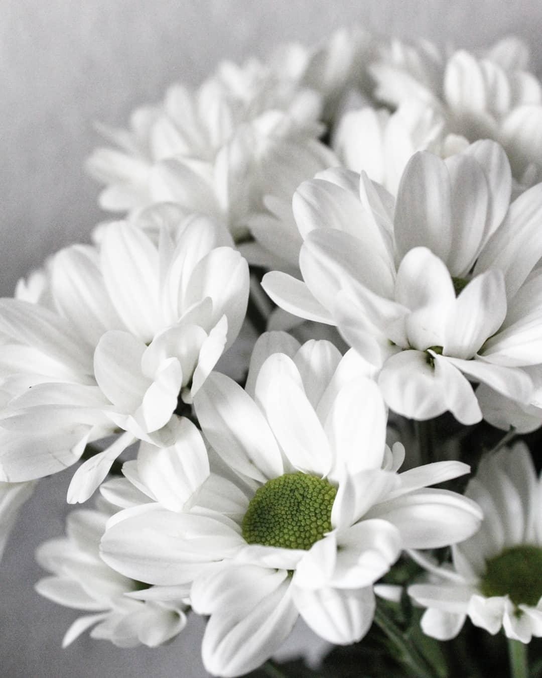 Flowerpower ♡
#blumen #flowers #minimalism 