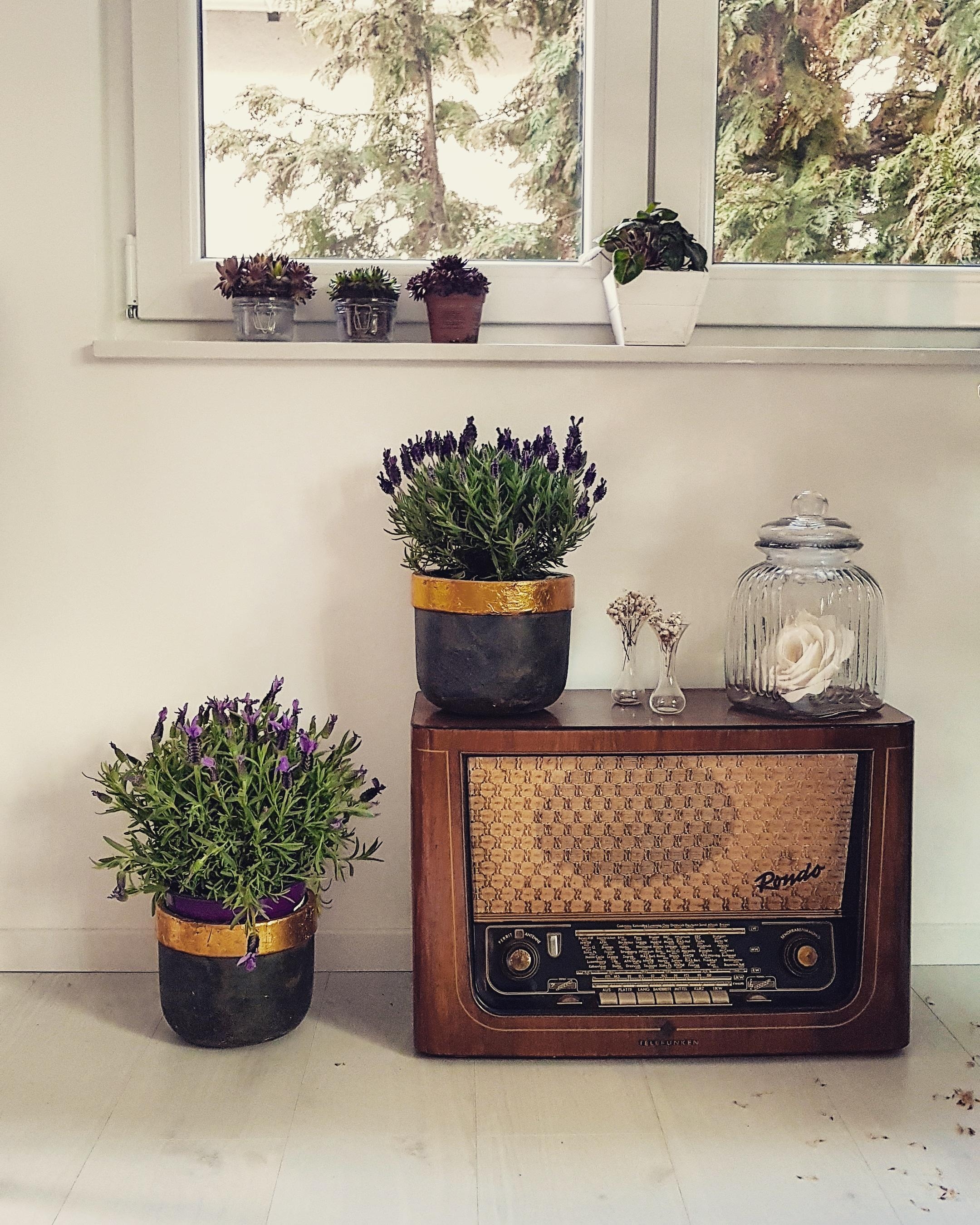 Flowerpower und Omas Radio 🛋🌱
#couchstyle #vintage #vintagestyle #flowerpower #plant 