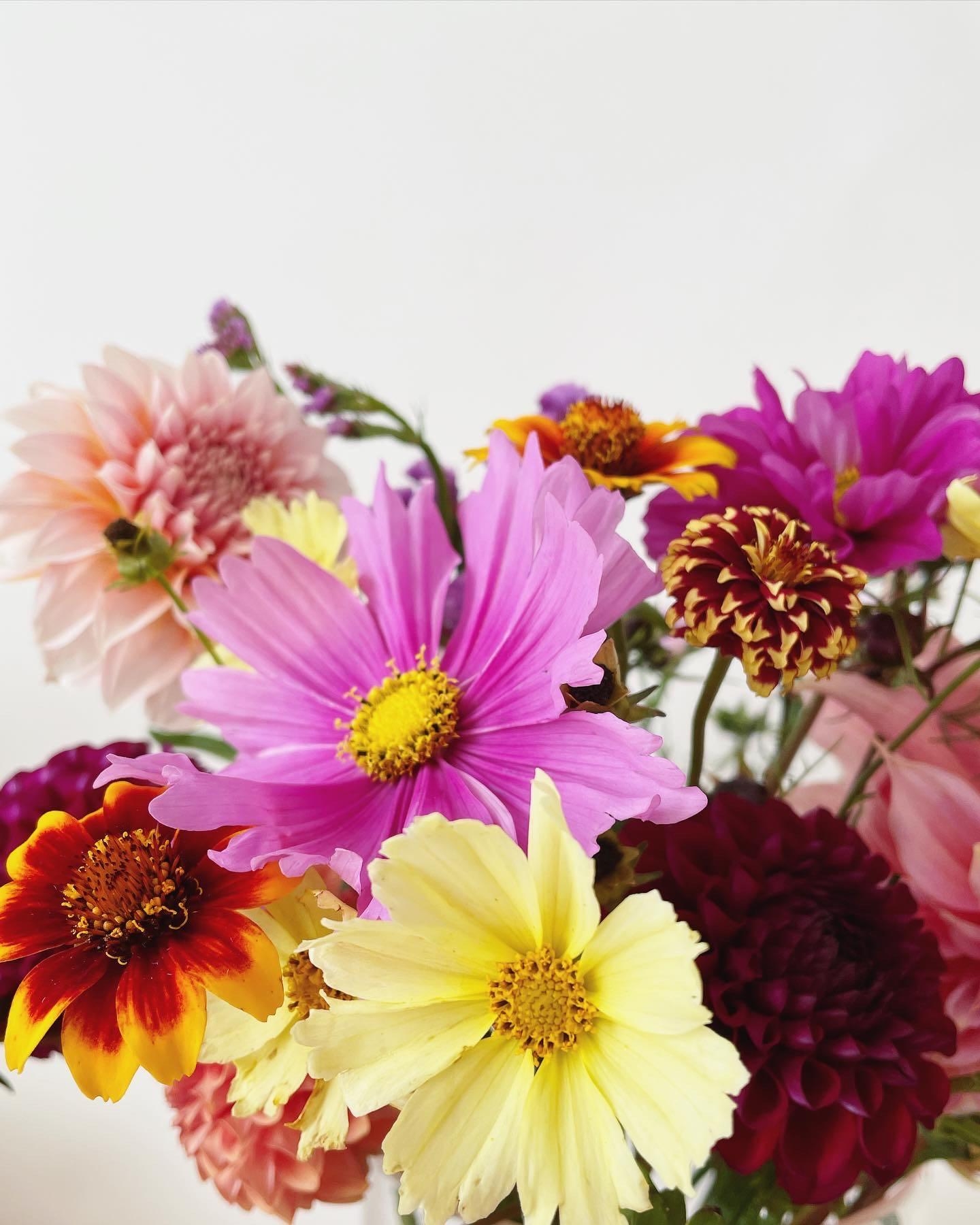 #flowers #freshflowers #slowflowers #decoration #colorful # fallflowers